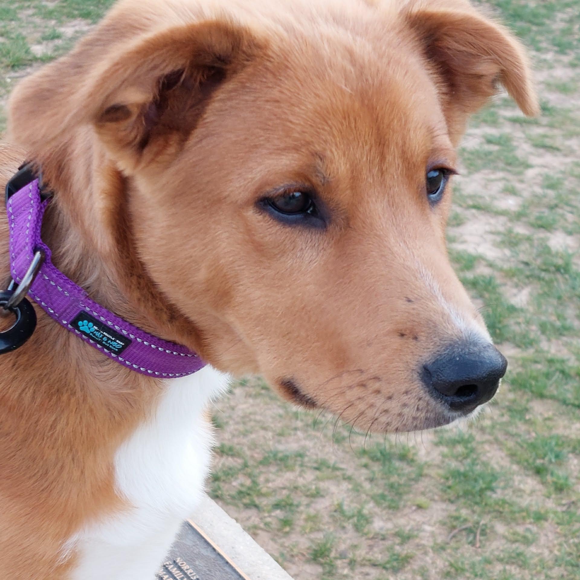 Bumble Bee, an adopted mixed breed in Hilham, TN image 3/6