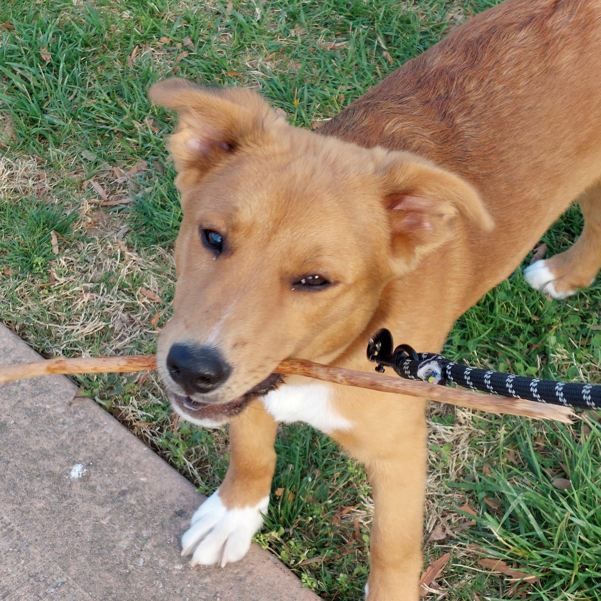 Bumble Bee, an adopted mixed breed in Hilham, TN image 2/6