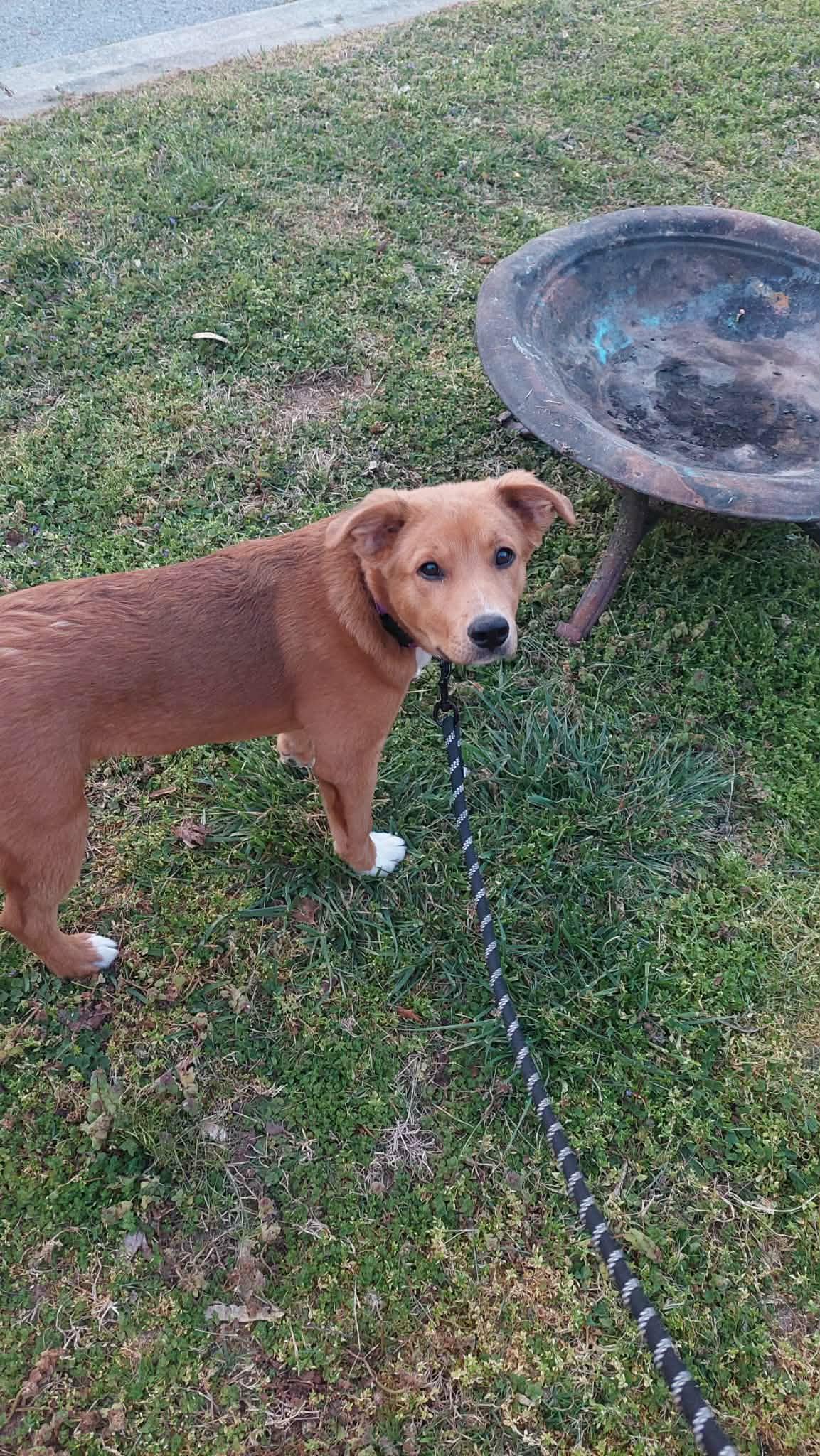 Bumble Bee, an adopted mixed breed in Hilham, TN image 5/6