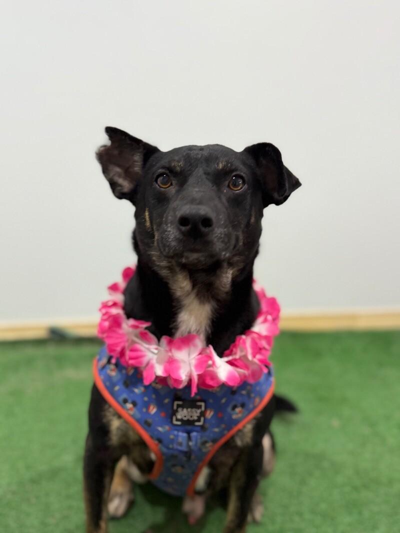 Enlarge Josh, a Adoptable mixed breed in Pittsburg, CA image 1/1