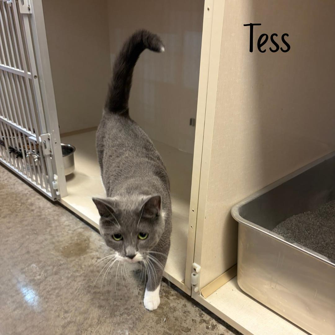 Enlarge Tess (bonded with Tibbs), an adopted Domestic Short Hair in Janesville, WI image 3/3