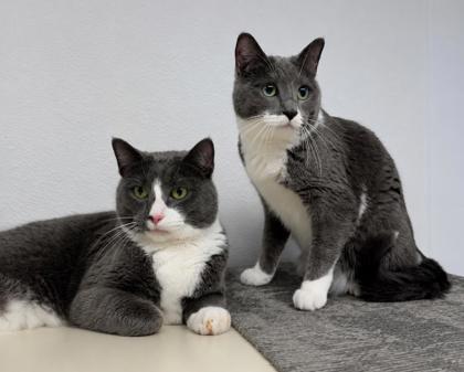 Enlarge Tess (bonded with Tibbs), an adopted Domestic Short Hair in Janesville, WI image 2/3