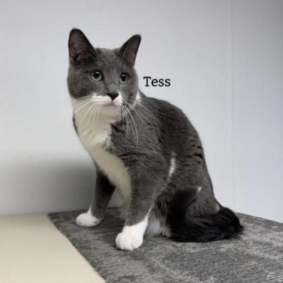 Tess (bonded with Tibbs), adopted, Adult Female Domestic Short Hair.
