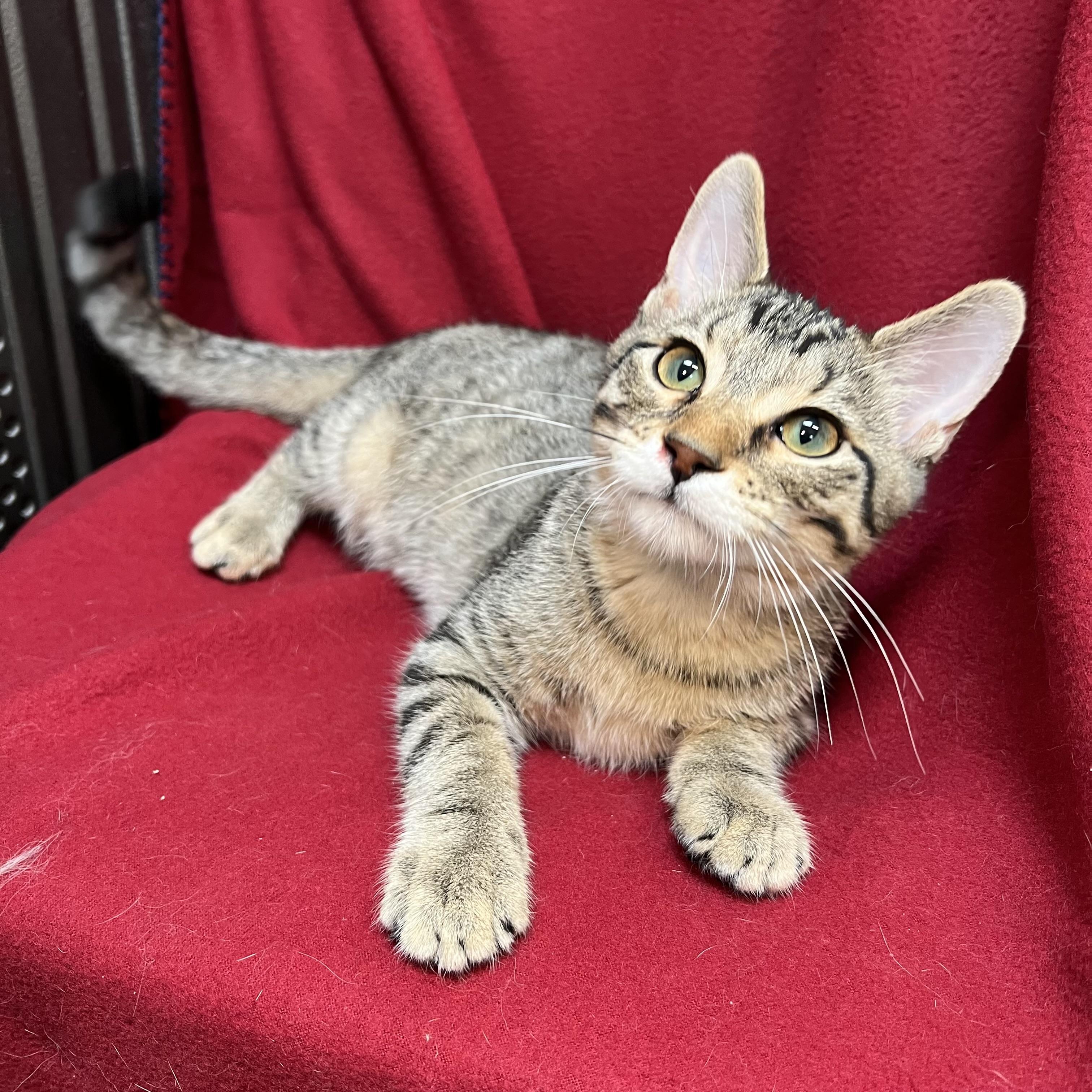 Enlarge Barnabus, an adopted Domestic Short Hair in Fairmont, MN image 3/6