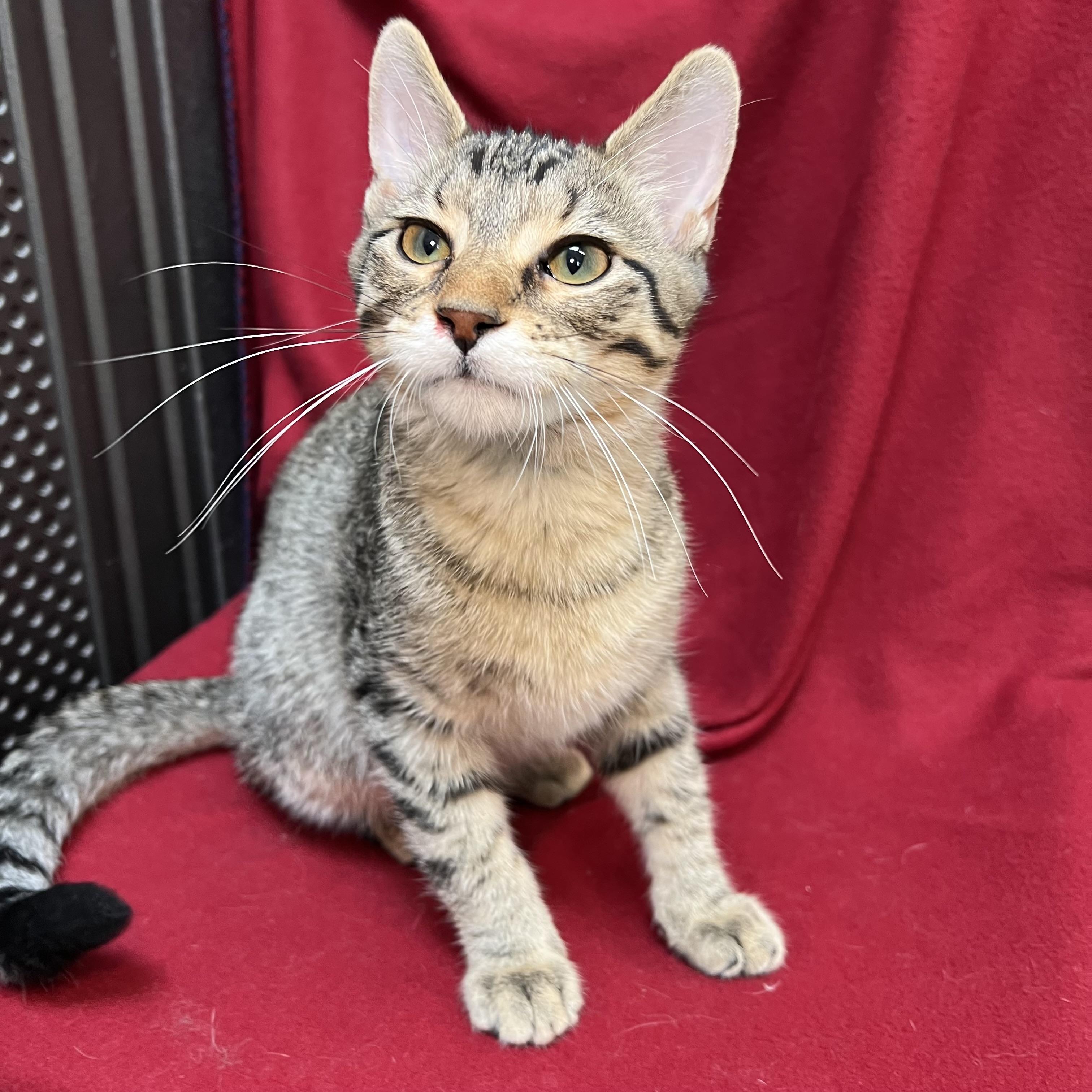Enlarge Barnabus, an adopted Domestic Short Hair in Fairmont, MN image 4/6