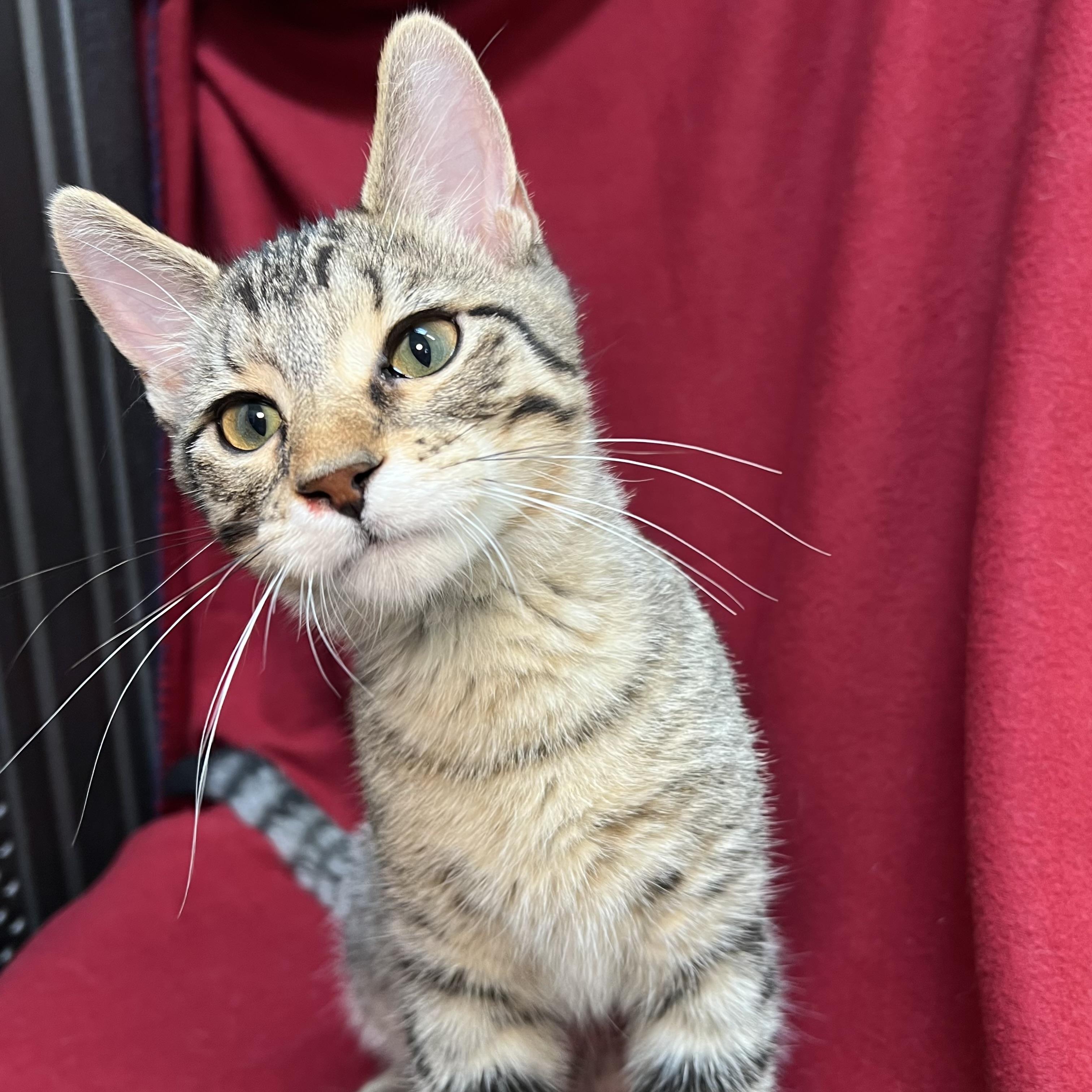 Enlarge Barnabus, an adopted Domestic Short Hair in Fairmont, MN image 2/6