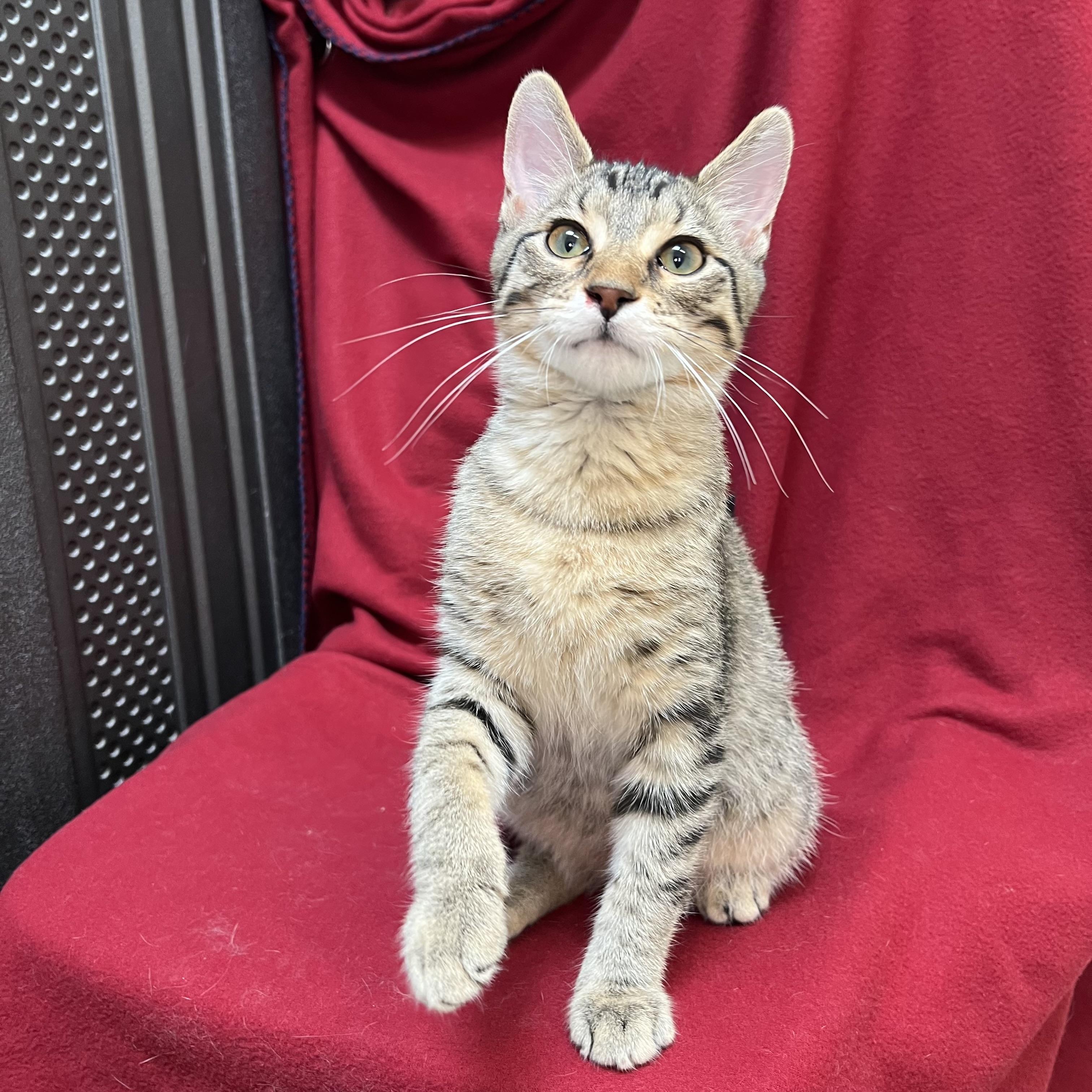 Enlarge Barnabus, an adopted Domestic Short Hair in Fairmont, MN image 5/6