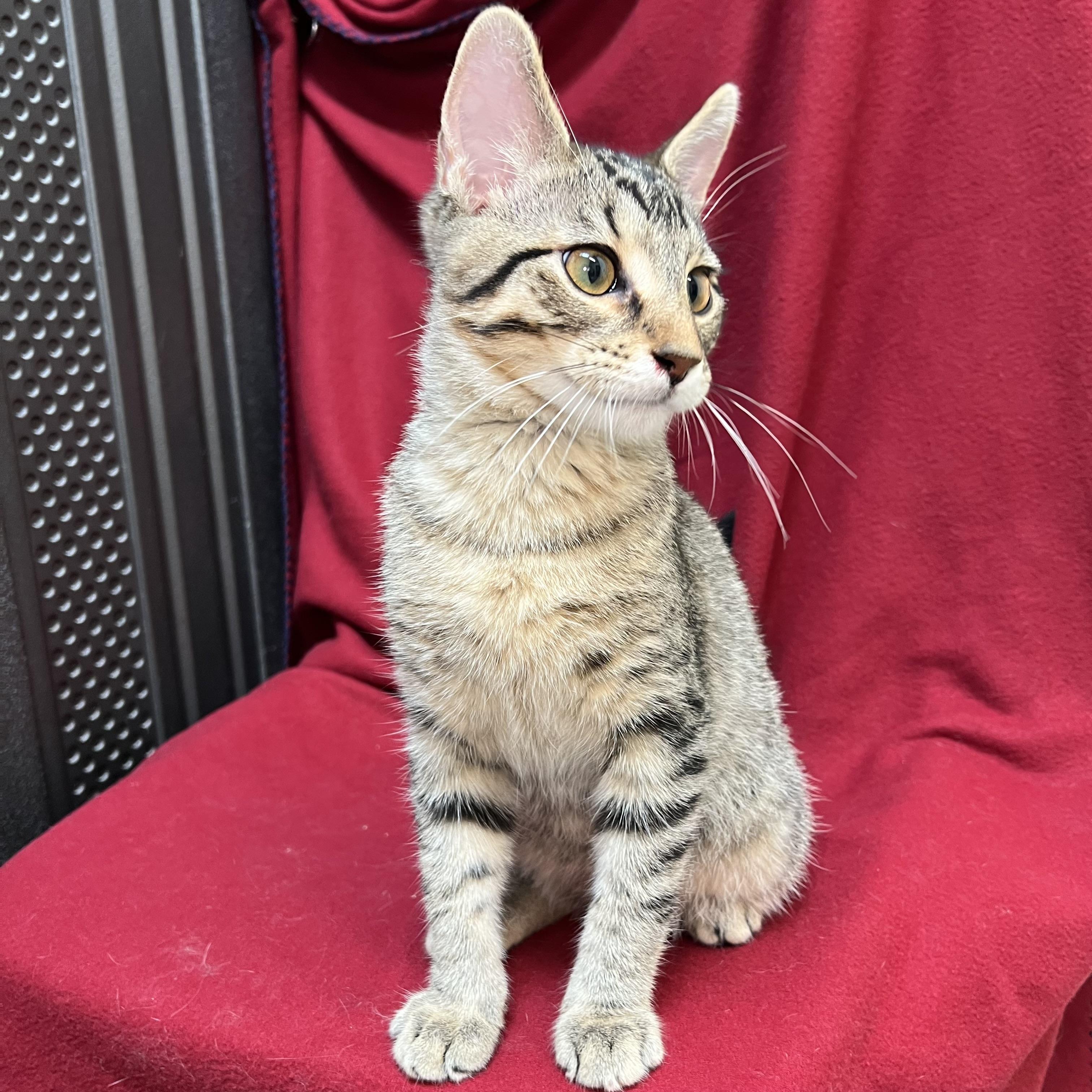 Enlarge Barnabus, an adopted Domestic Short Hair in Fairmont, MN image 6/6