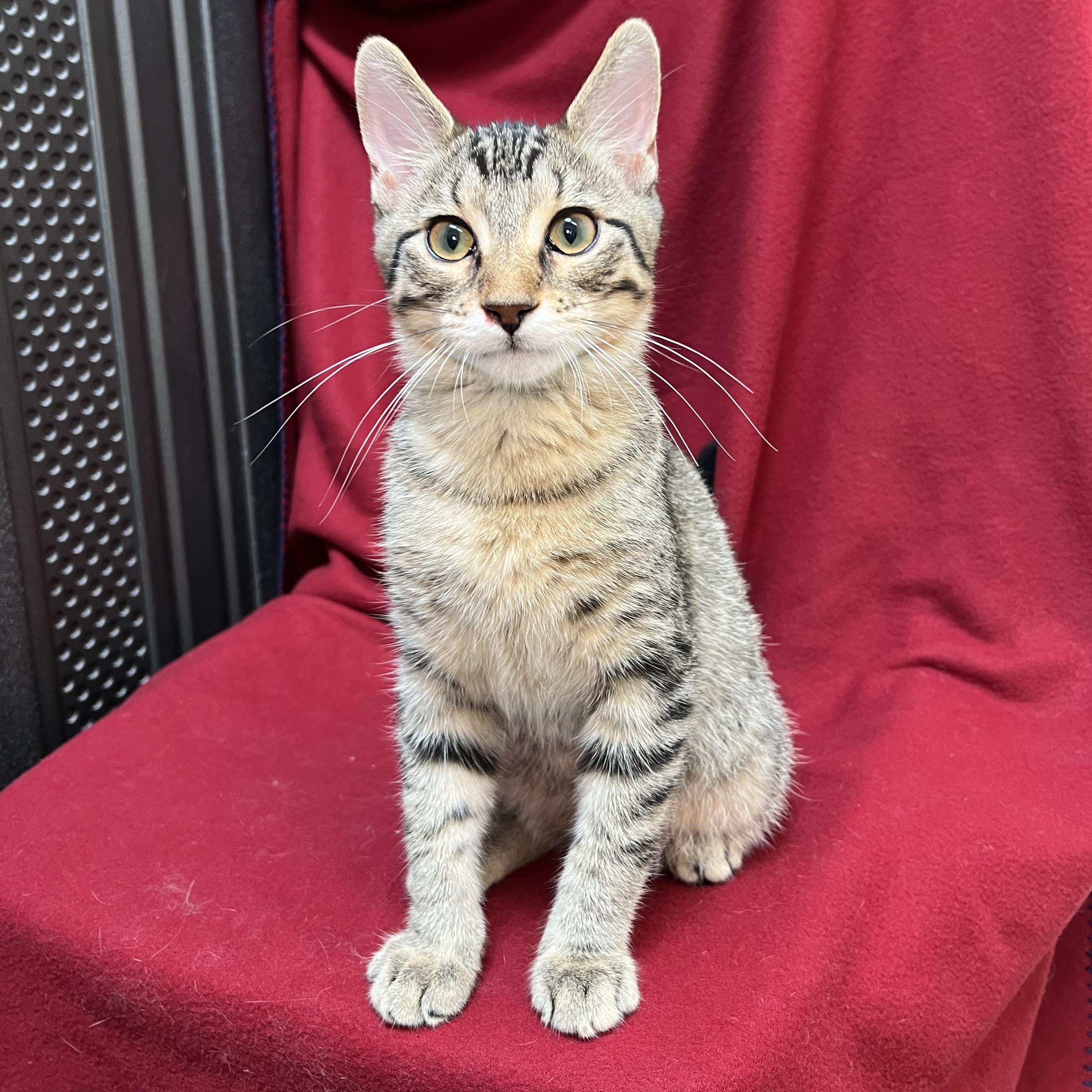 Barnabus, adopted, Kitten Male Domestic Short Hair.