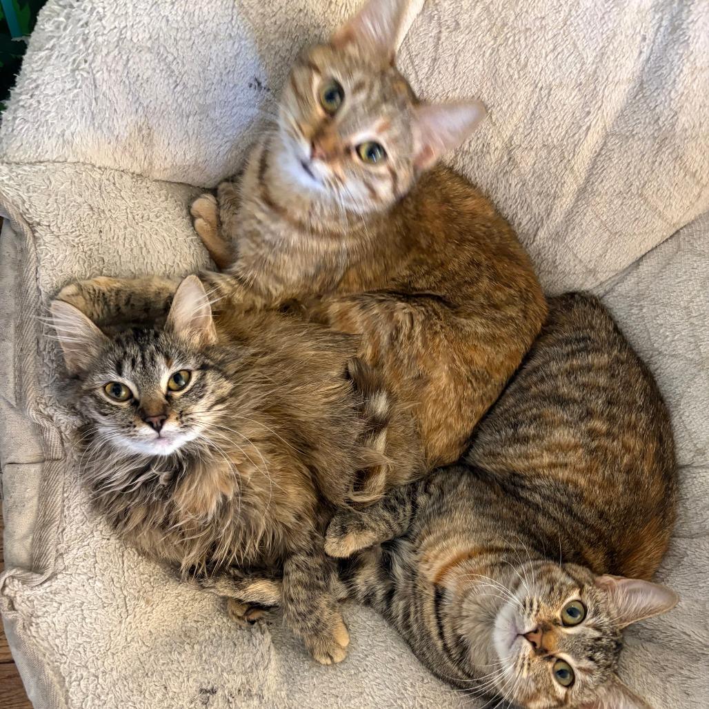 Jude, Adoptable, Young Female Domestic Medium Hair.