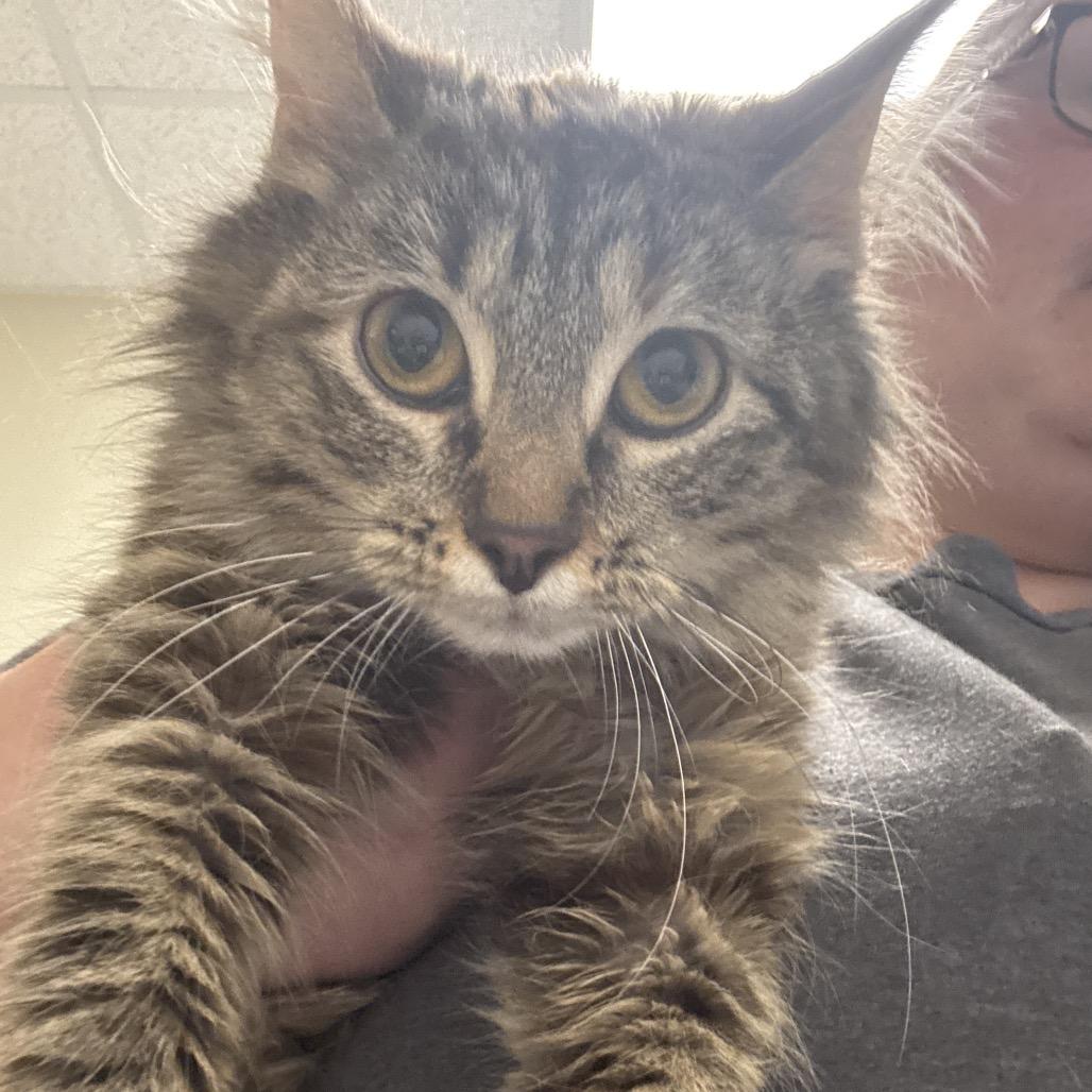 Enlarge Jude, a Adoptable Domestic Medium Hair in Tulsa, OK image 2/4