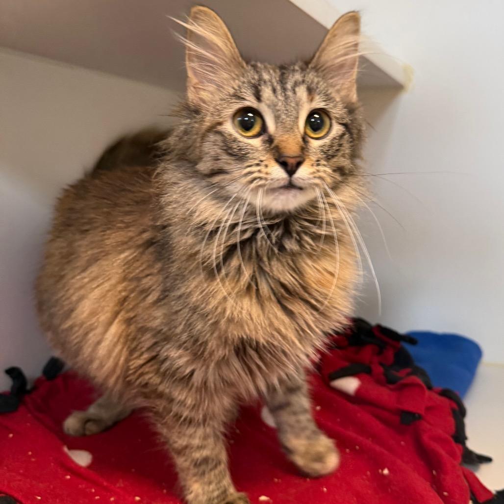 Enlarge Jude, a Adoptable Domestic Medium Hair in Tulsa, OK image 3/4