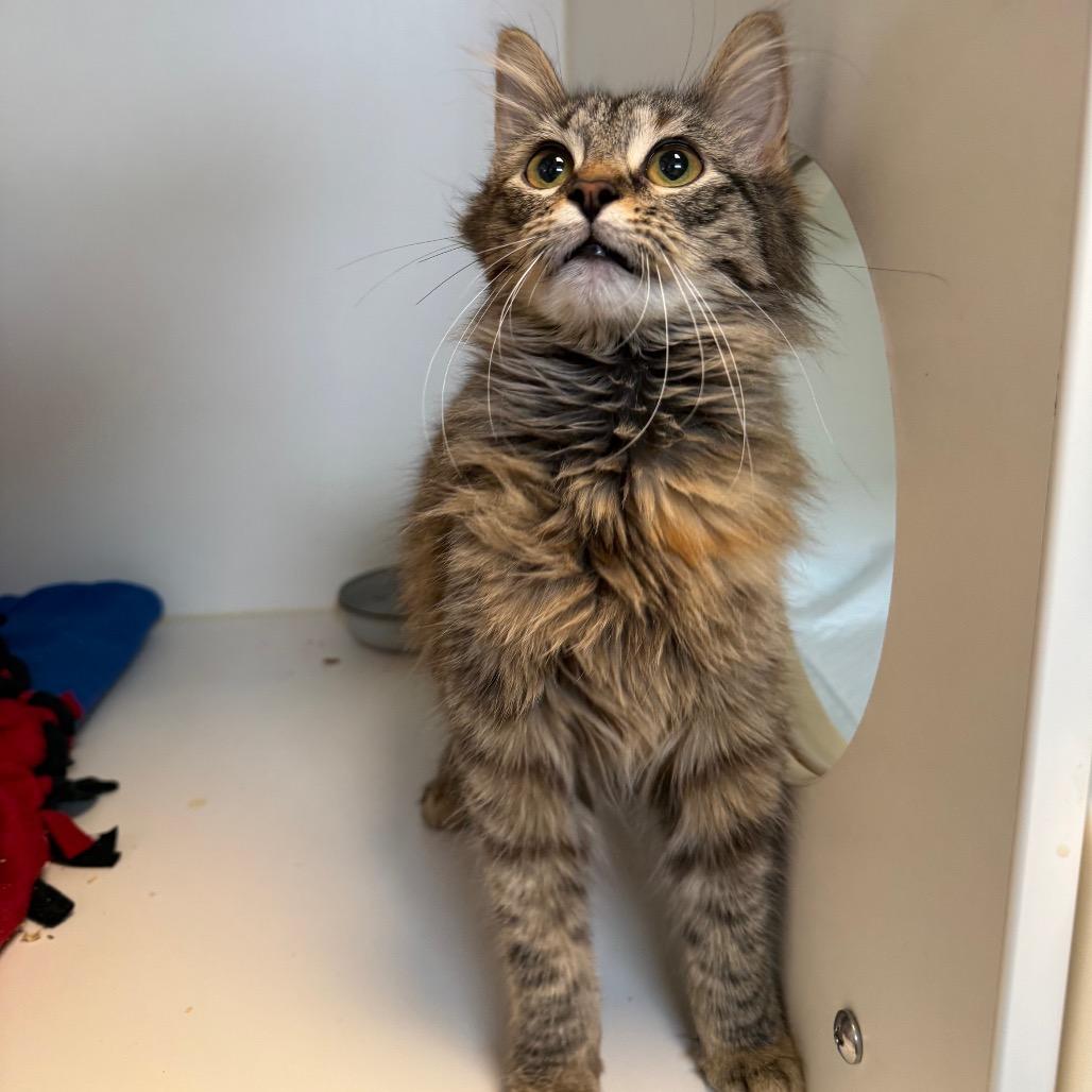 Enlarge Jude, a Adoptable Domestic Medium Hair in Tulsa, OK image 4/4