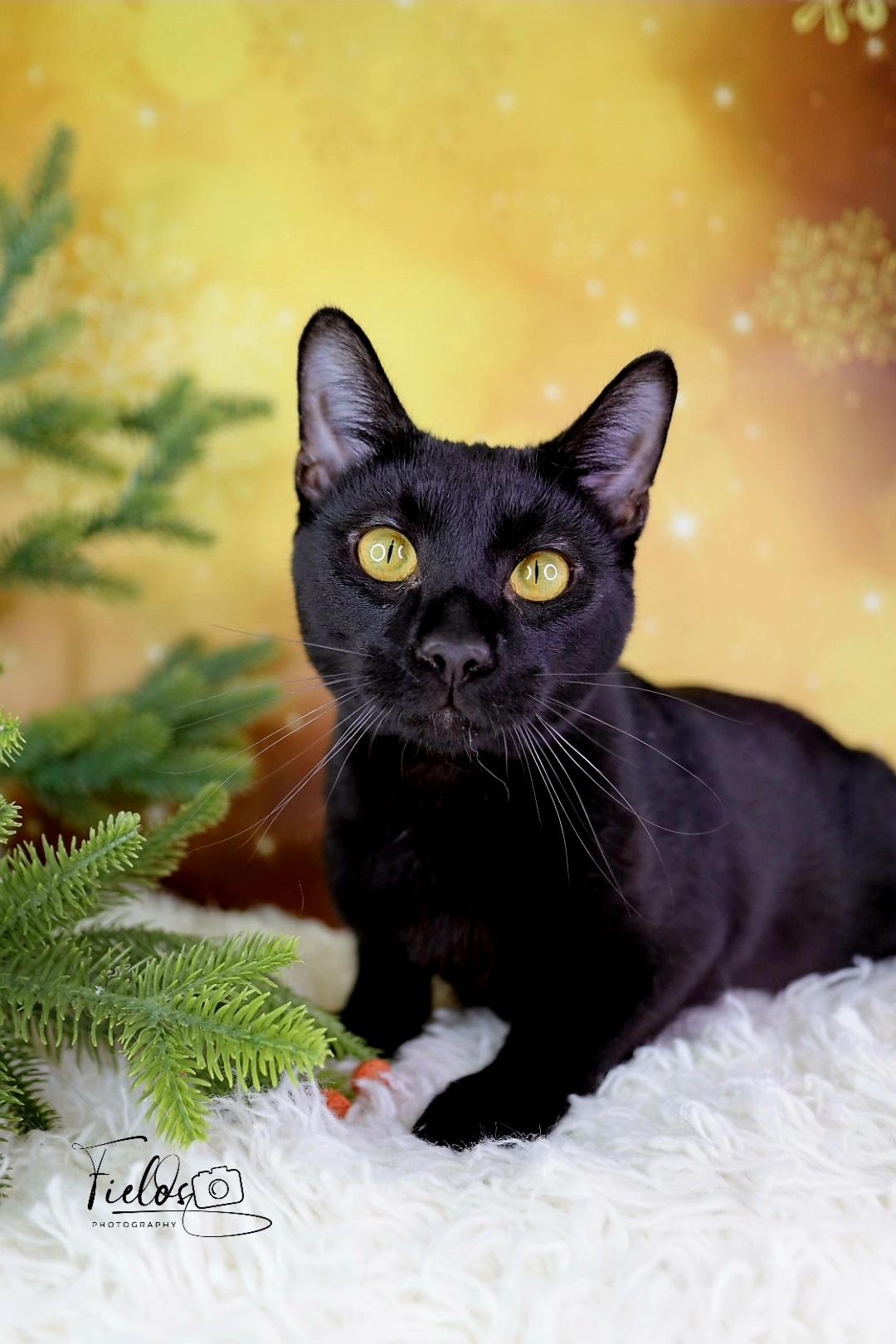 Enlarge Bashful , a other Domestic Short Hair in Ashland, KY image 1/1