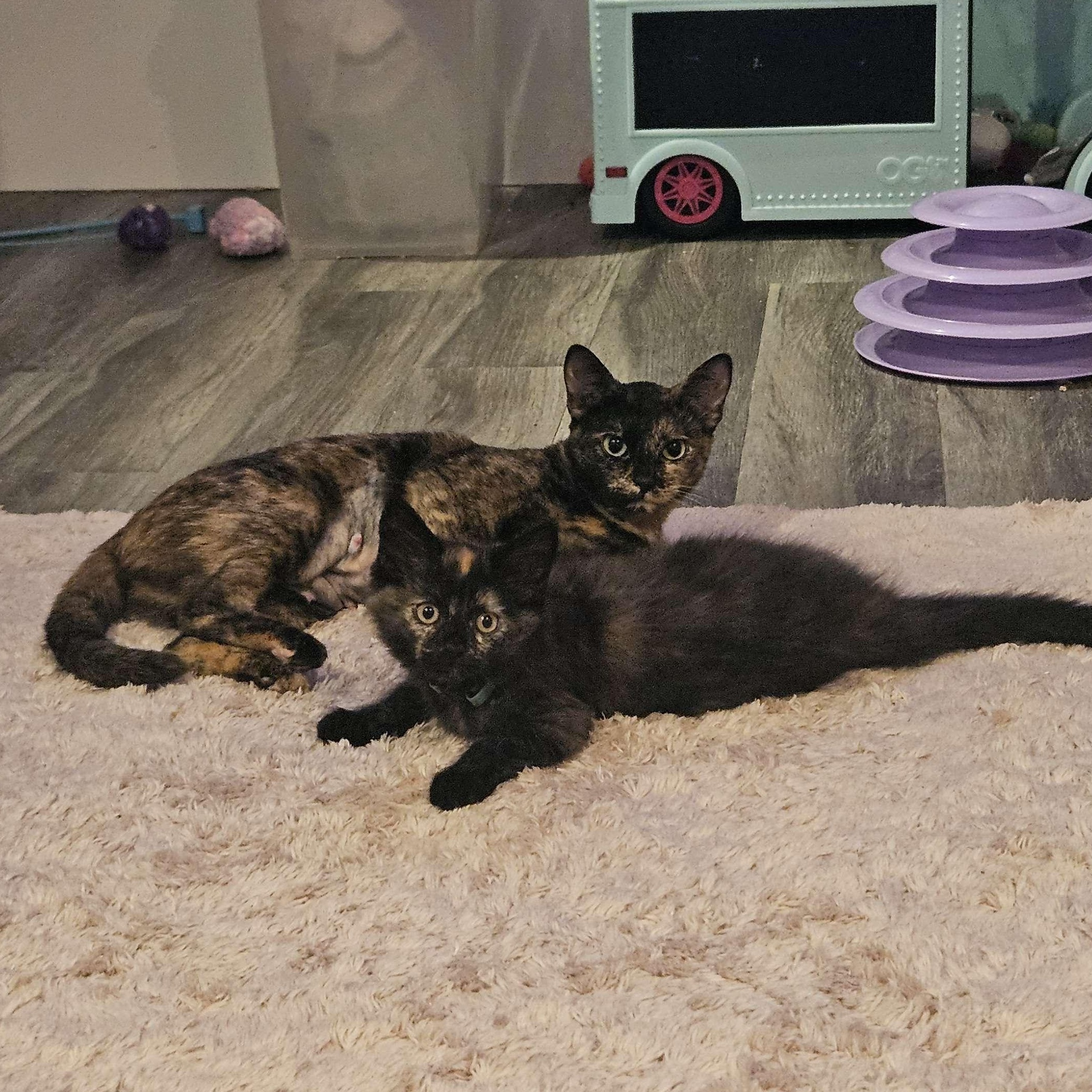 Enlarge Buttercup, a ADOPTABLE Domestic Long Hair in Rancho Santa Margarita, CA image 2/6