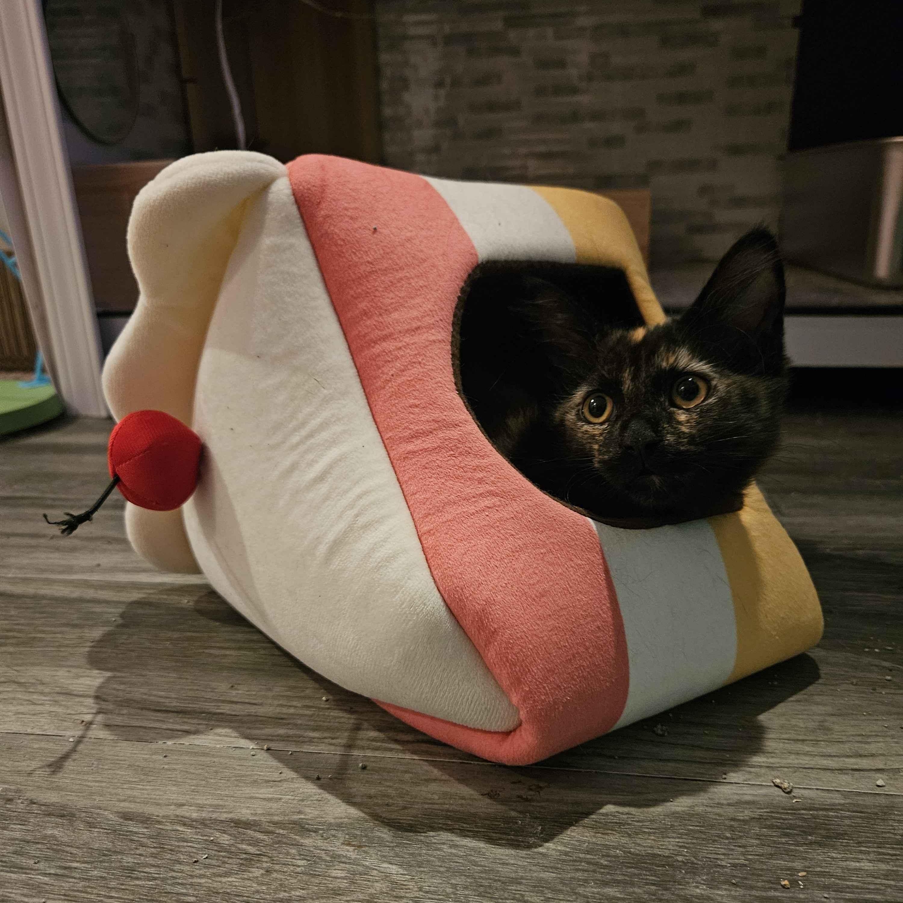 Enlarge Buttercup, a ADOPTABLE Domestic Long Hair in Rancho Santa Margarita, CA image 1/6