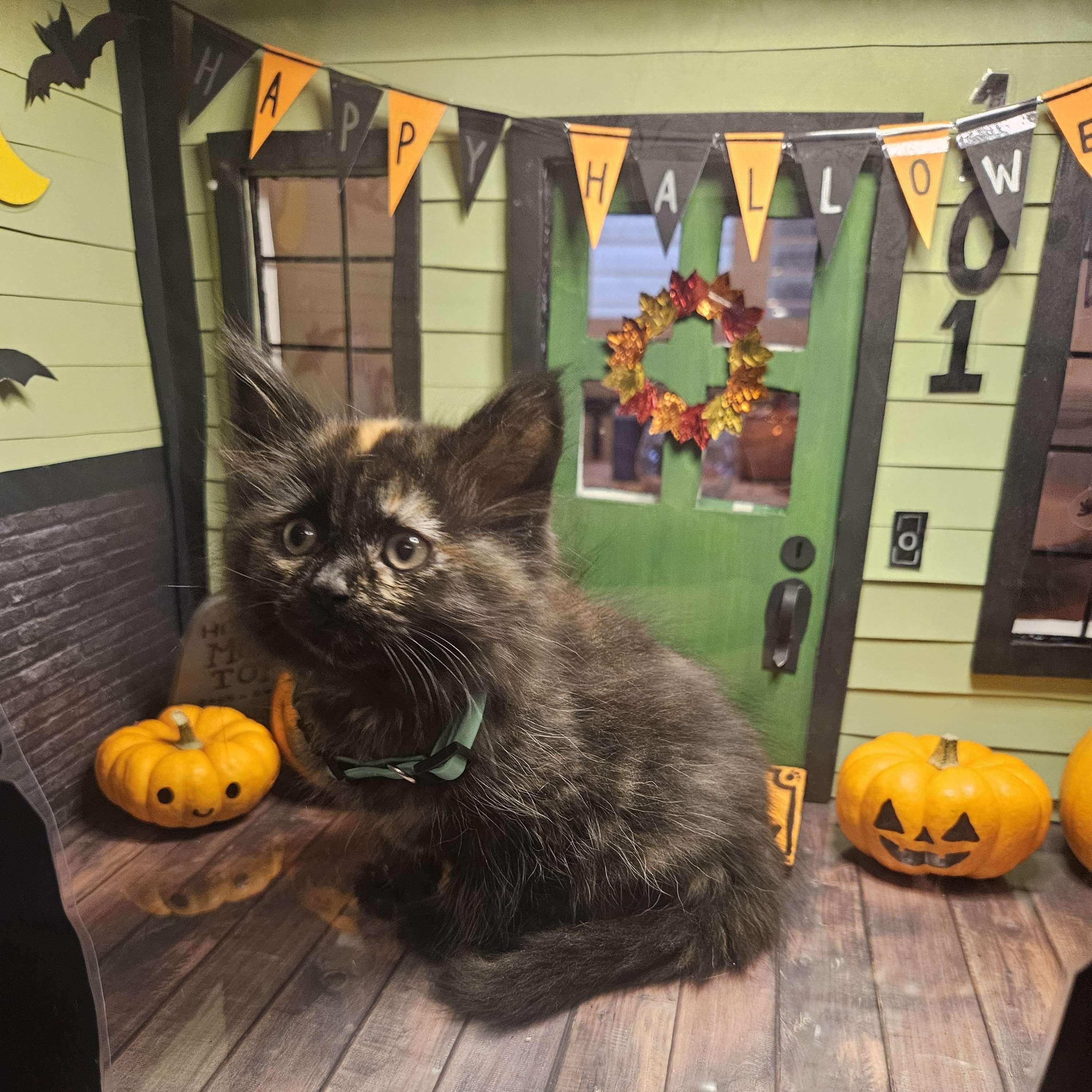 Enlarge Buttercup, a ADOPTABLE Domestic Long Hair in Rancho Santa Margarita, CA image 5/6