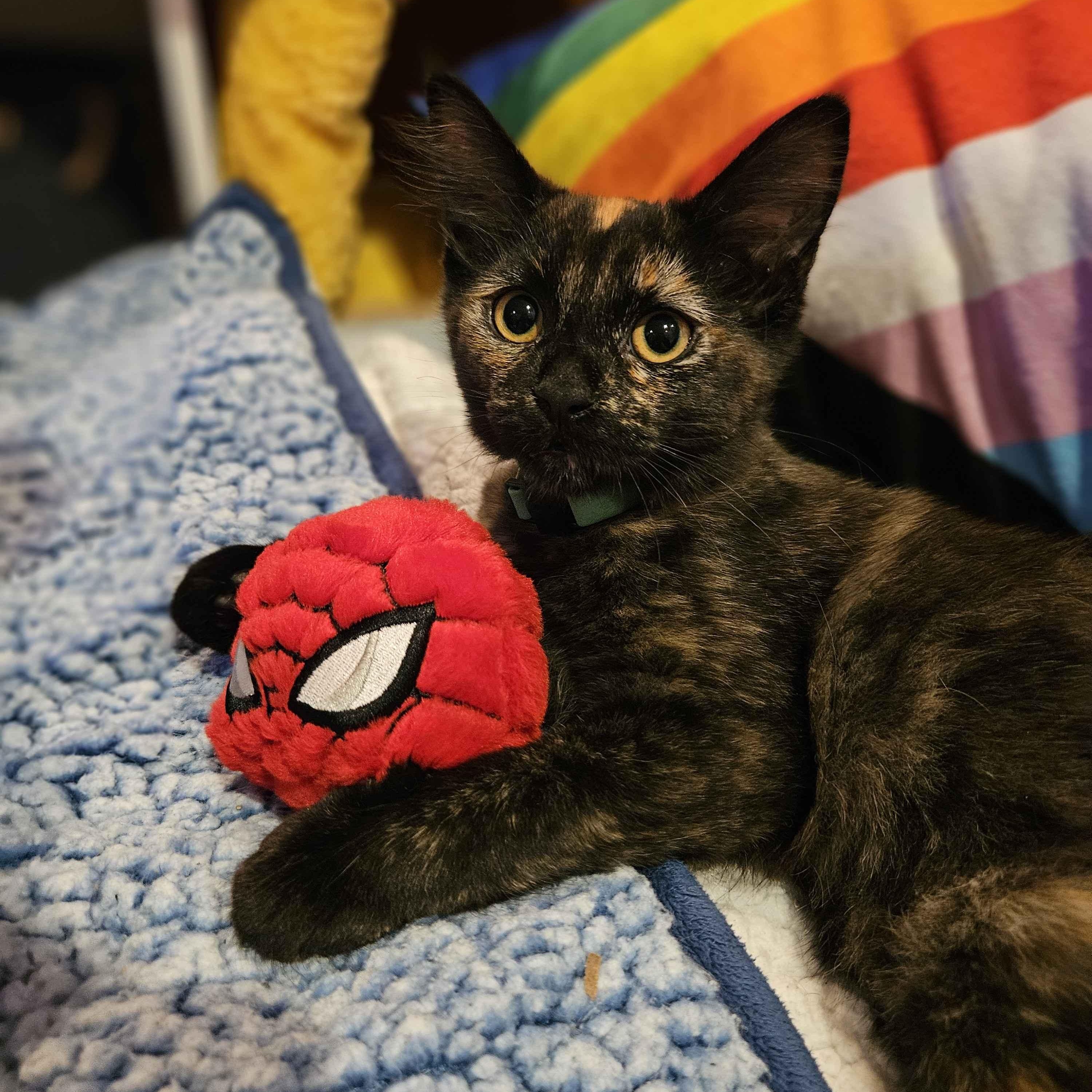 Buttercup, ADOPTABLE, Young Female Domestic Long Hair.