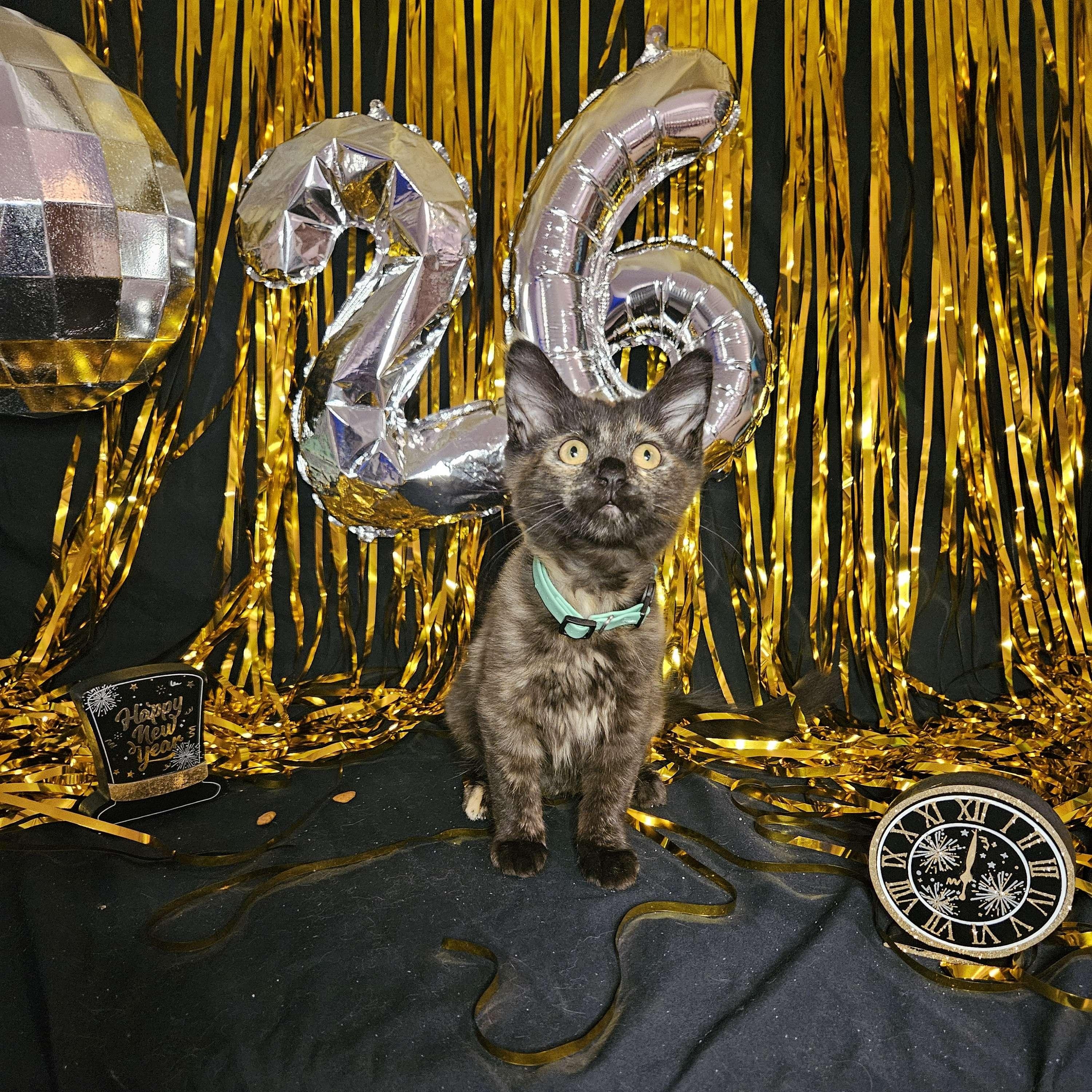 Enlarge Buttercup, a ADOPTABLE Domestic Long Hair in Rancho Santa Margarita, CA image 3/6