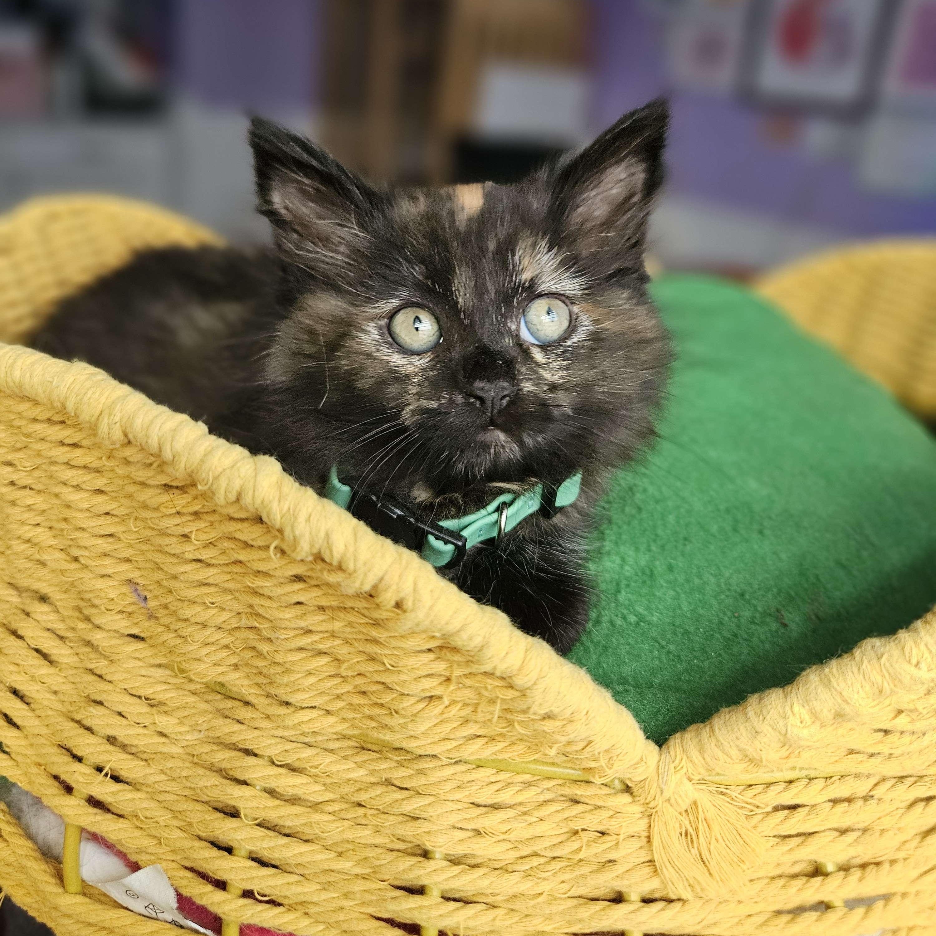 Enlarge Buttercup, a ADOPTABLE Domestic Long Hair in Rancho Santa Margarita, CA image 6/6
