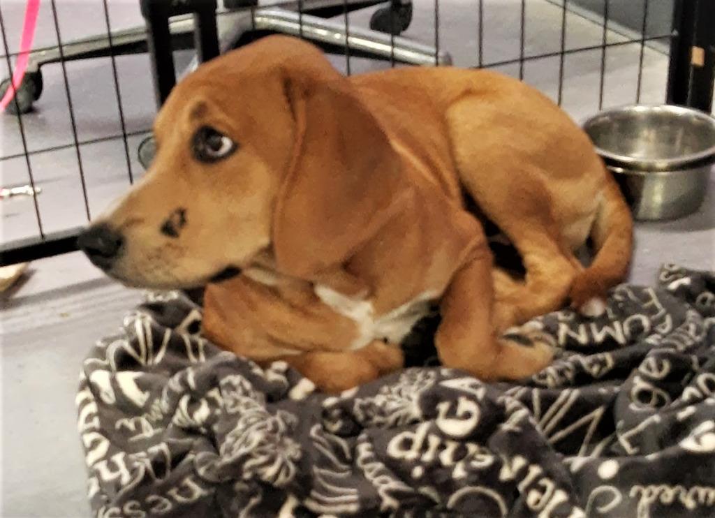 Jack, Adopted, Adult Male Labrador Retriever & Basset Hound.