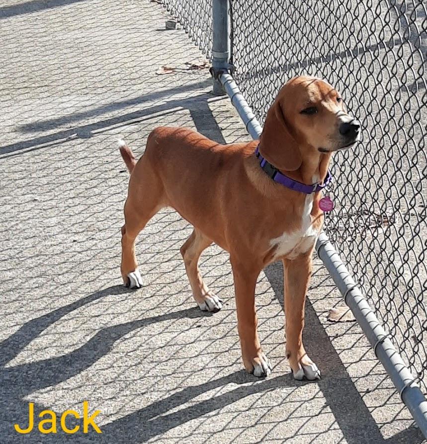 Enlarge Jack, a Adopted mixed breed in Rockford, IL image 5/6