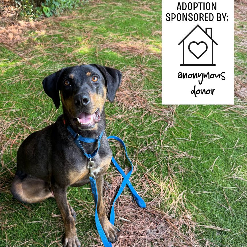 Bruno 4351, a Adoptable mixed breed in Hamilton, GA image 1/6