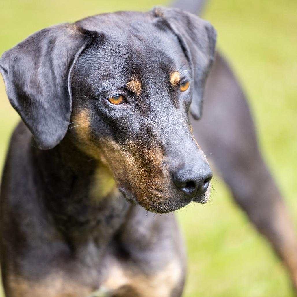 Enlarge Bruno 4351, a Adoptable mixed breed in Hamilton, GA image 1/6