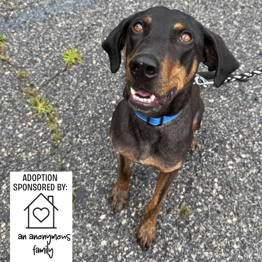 Enlarge Bruno 4351, a Adoptable mixed breed in Hamilton, GA image 2/6