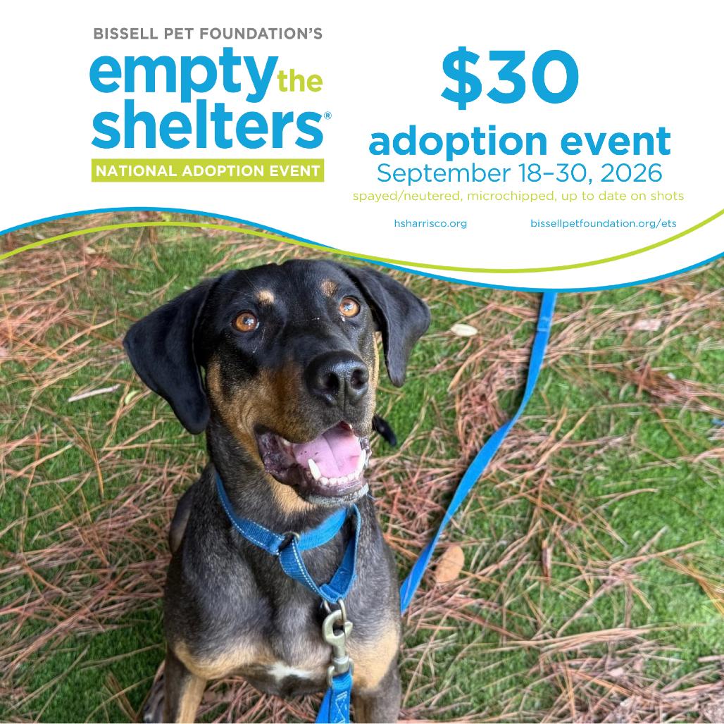 Enlarge Bruno 4351, a Adoptable mixed breed in Hamilton, GA image 2/6