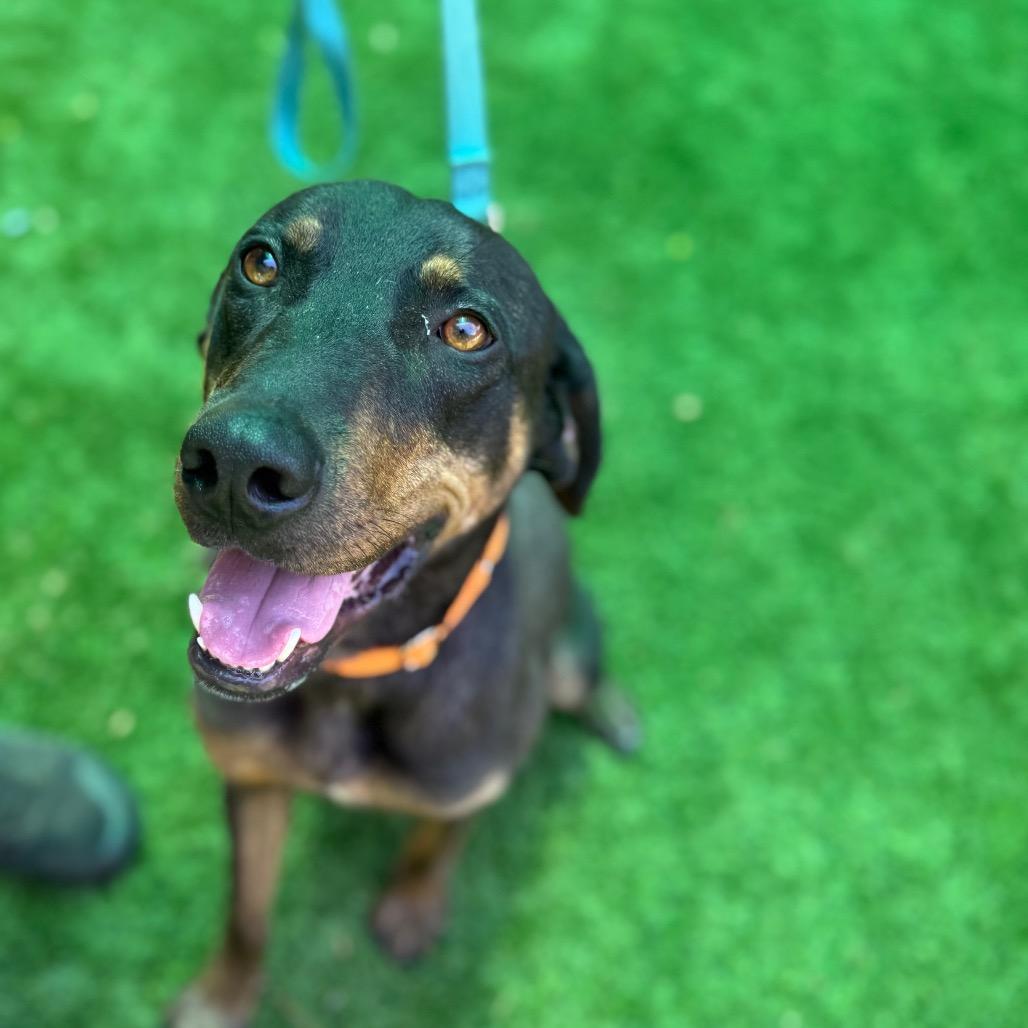 Enlarge Bruno 4351, a Adoptable mixed breed in Hamilton, GA image 3/6