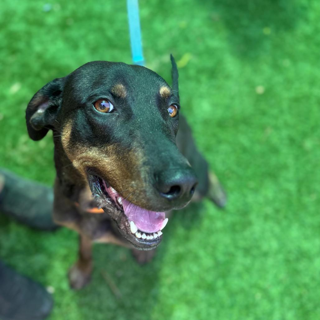 Enlarge Bruno 4351, a Adoptable mixed breed in Hamilton, GA image 4/6