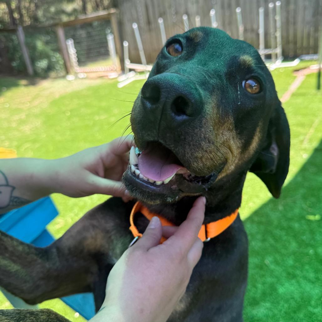 Enlarge Bruno 4351, a Adoptable mixed breed in Hamilton, GA image 5/6