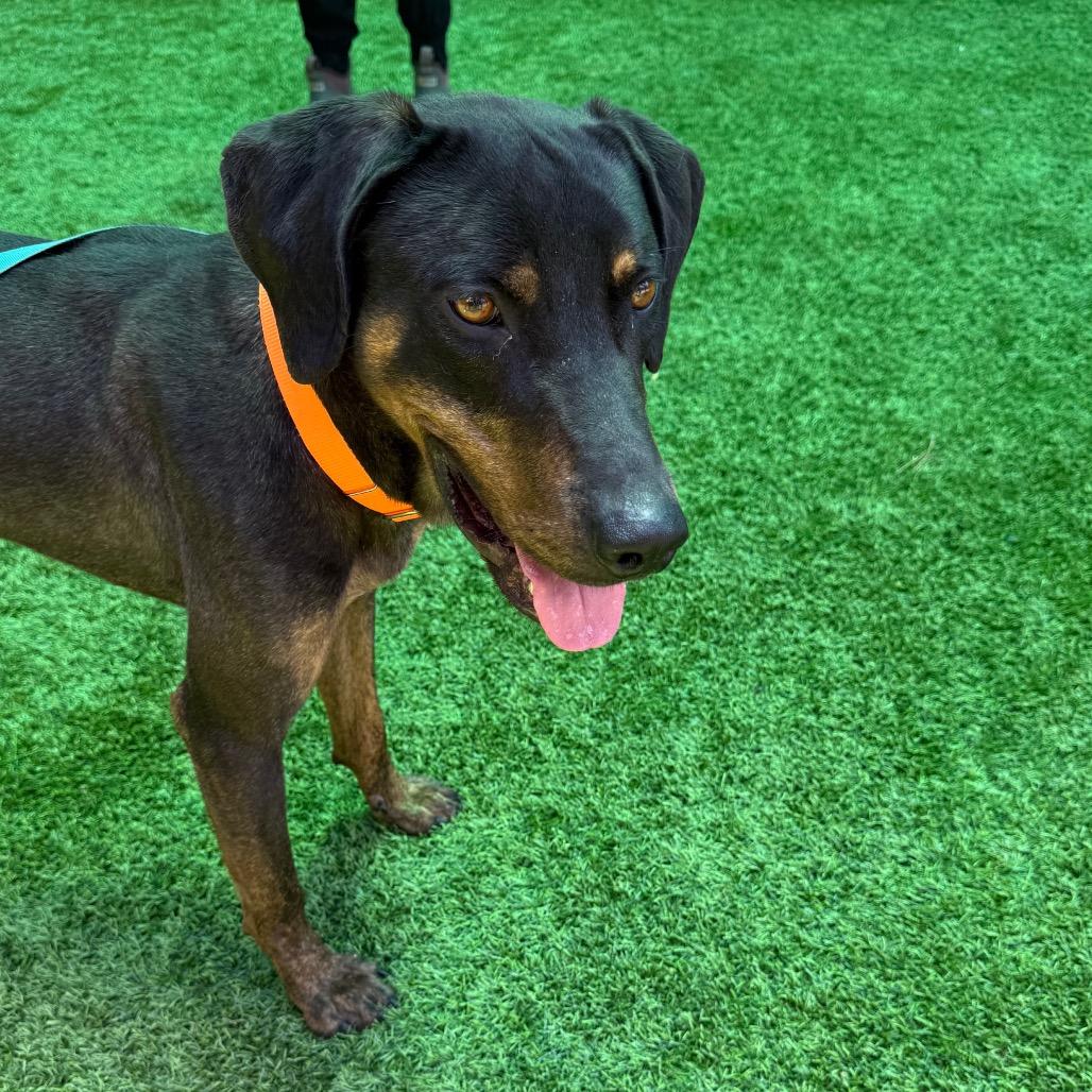 Enlarge Bruno 4351, a Adoptable mixed breed in Hamilton, GA image 6/6
