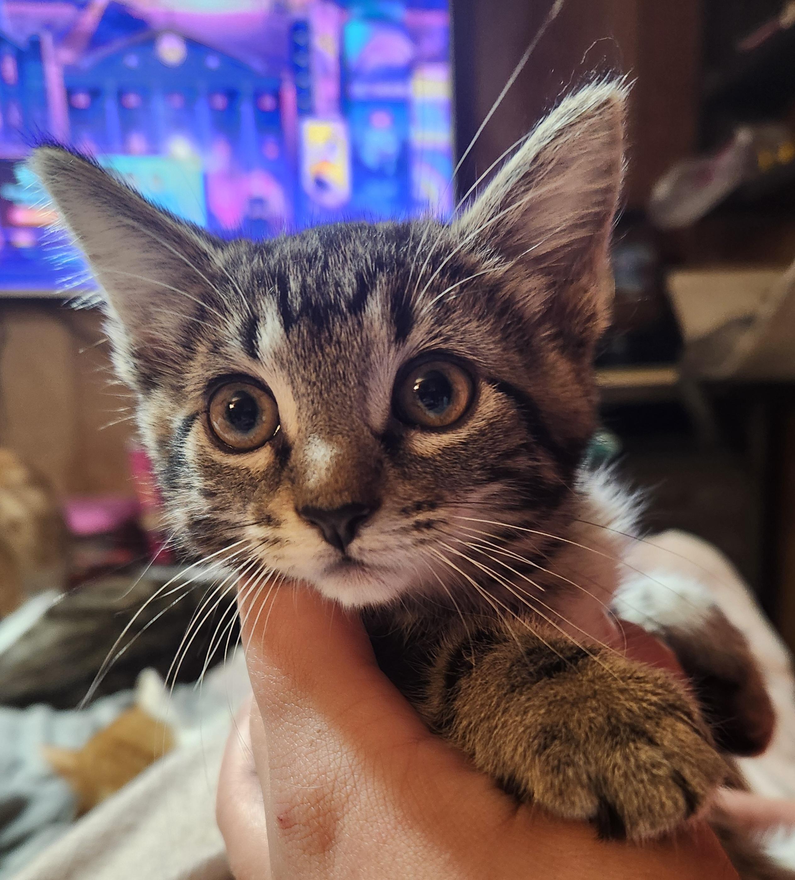 Enlarge Marcus, an adopted Domestic Short Hair in Mount Pleasant, TX image 1/5