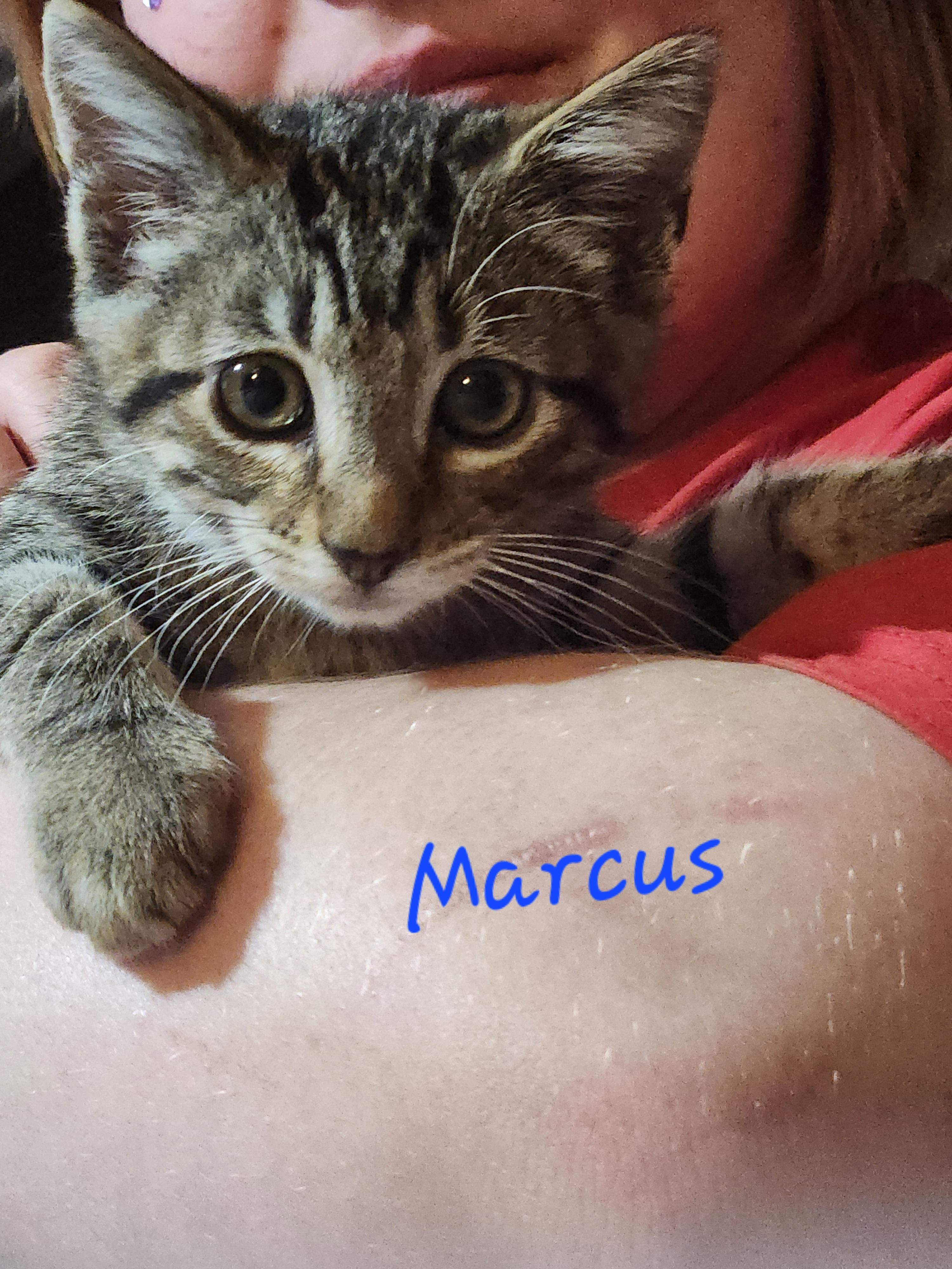 Enlarge Marcus, an adopted Domestic Short Hair in Mount Pleasant, TX image 2/5