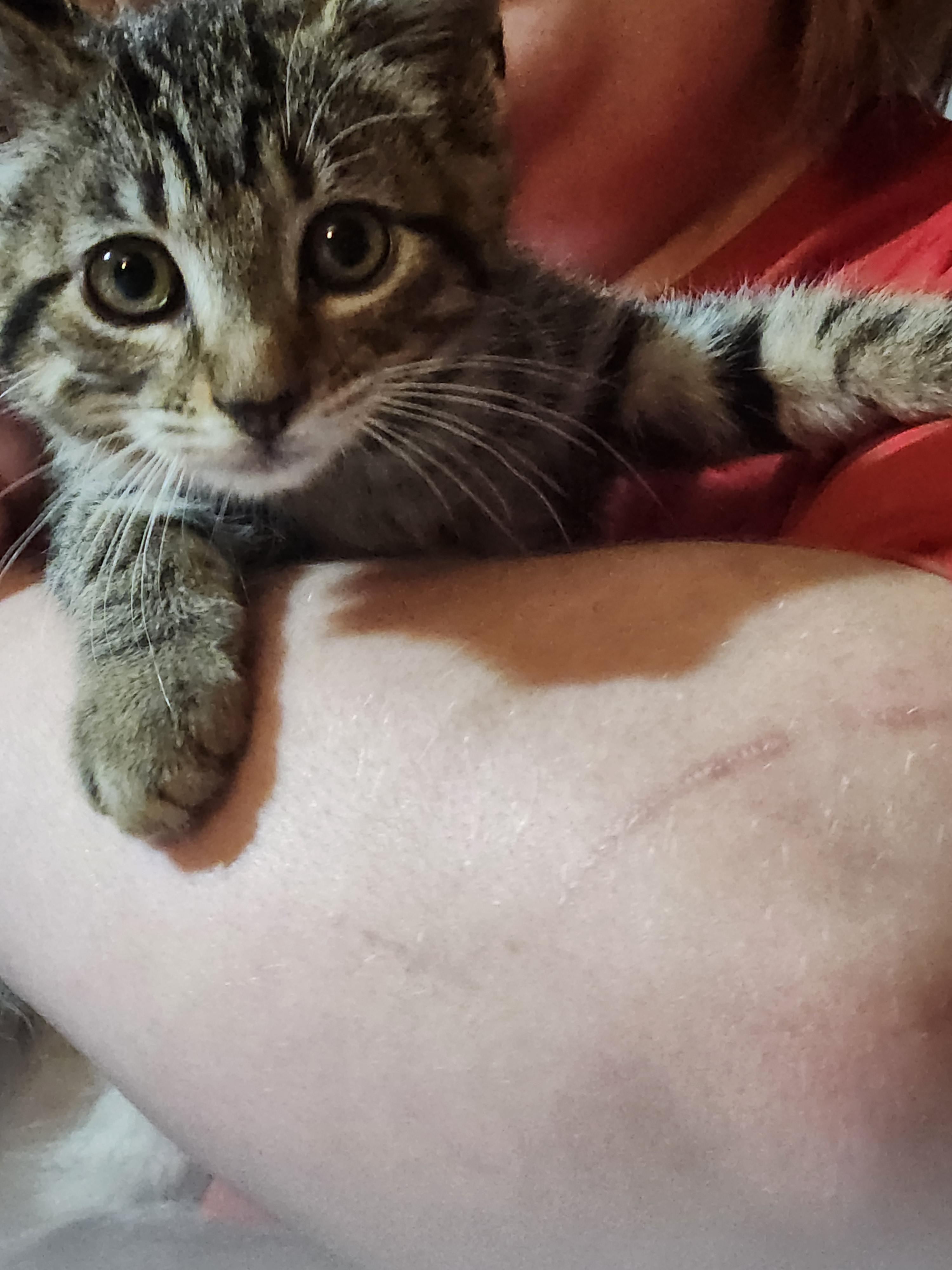 Enlarge Marcus, an adopted Domestic Short Hair in Mount Pleasant, TX image 3/5