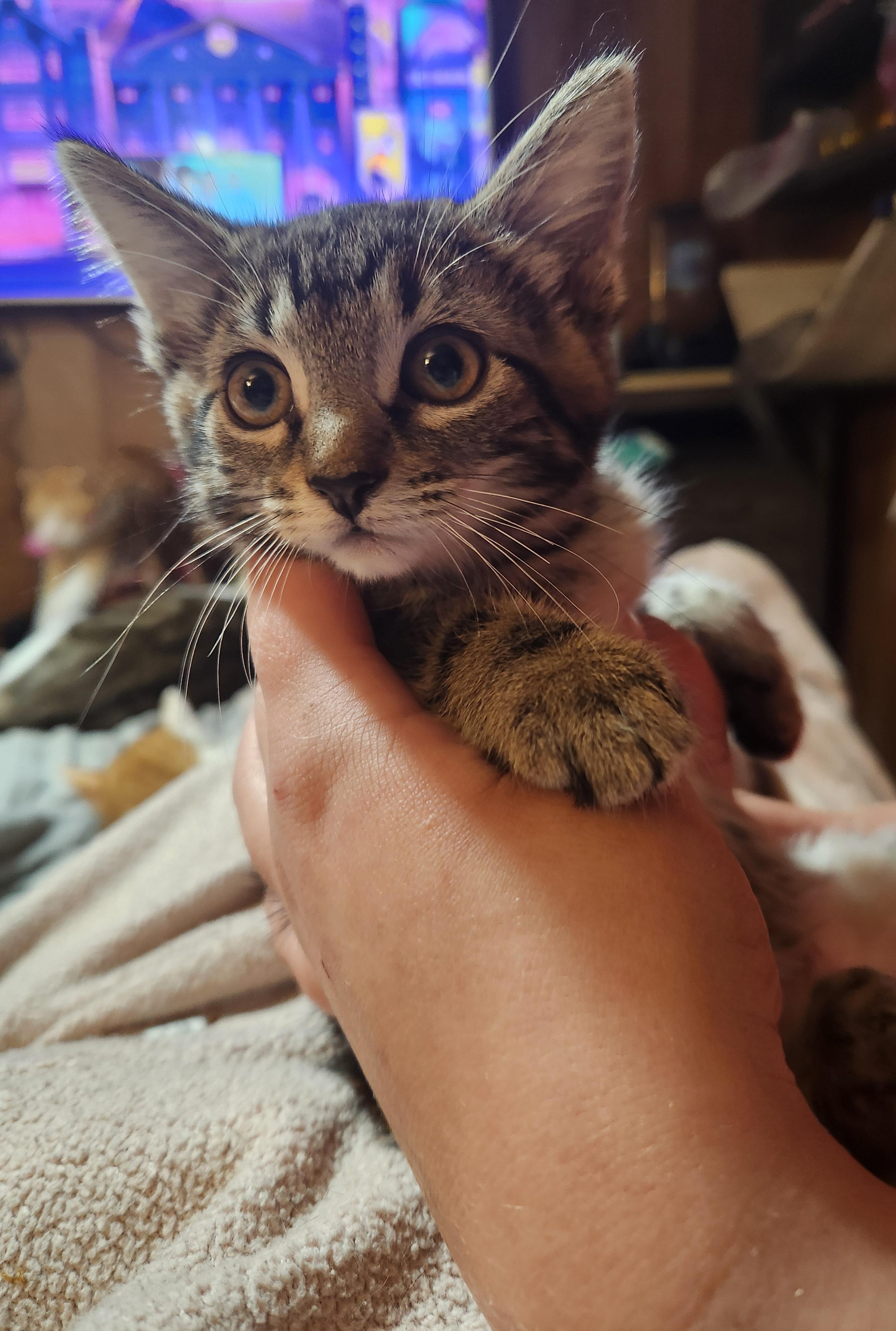 Enlarge Marcus, an adopted Domestic Short Hair in Mount Pleasant, TX image 5/5