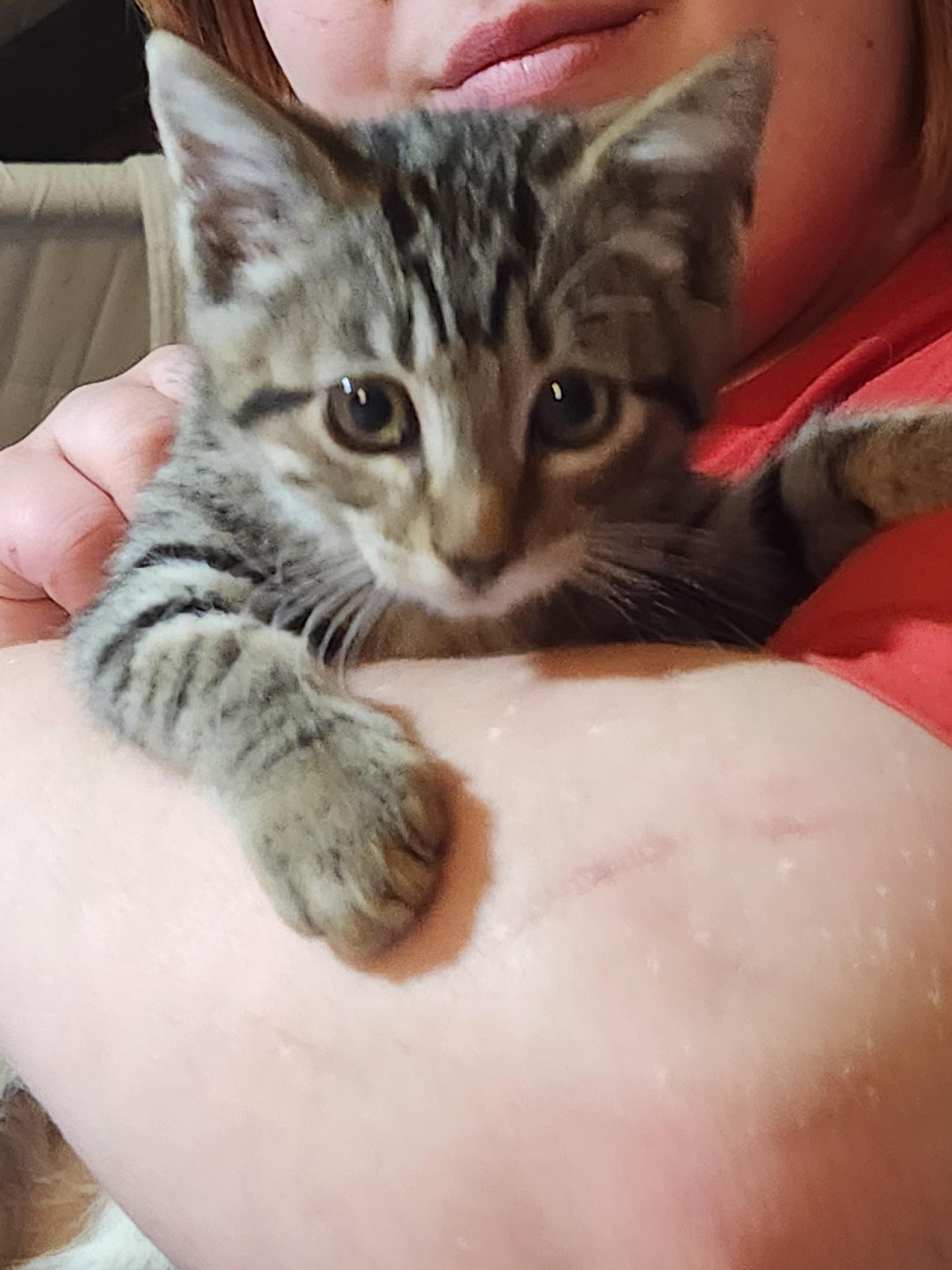 Enlarge Marcus, an adopted Domestic Short Hair in Mount Pleasant, TX image 4/5