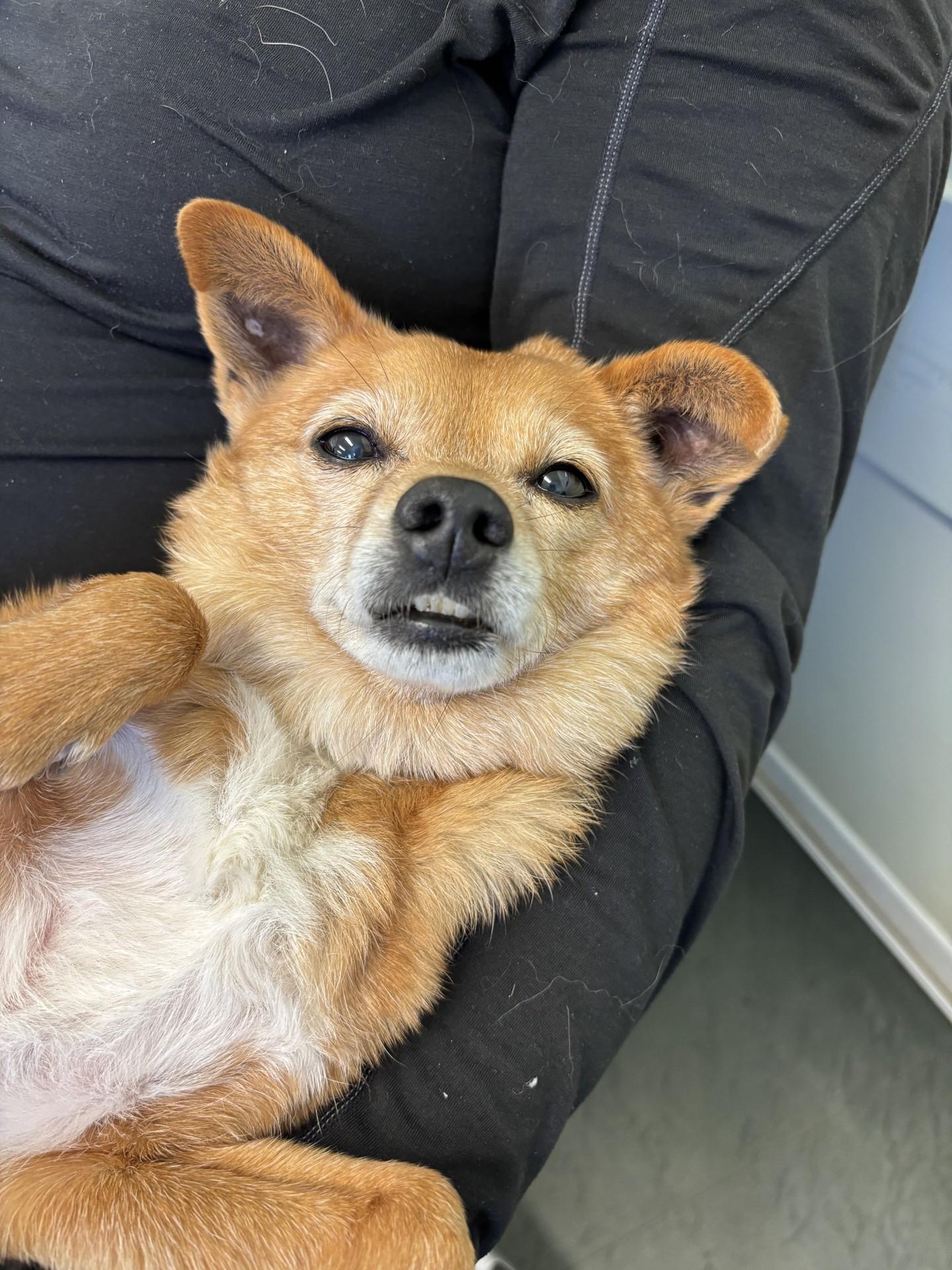 Schnitzel, a Adoptable mixed breed in Port Perry, ON image 2/6