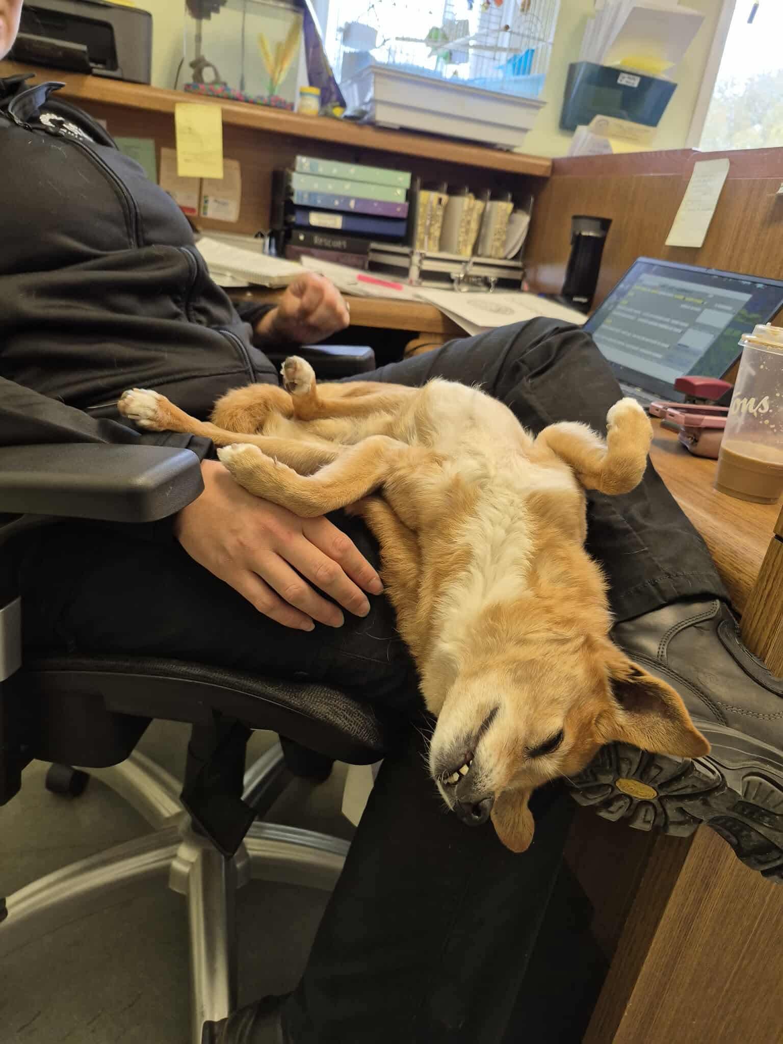 Schnitzel, a Adoptable mixed breed in Port Perry, ON image 4/6