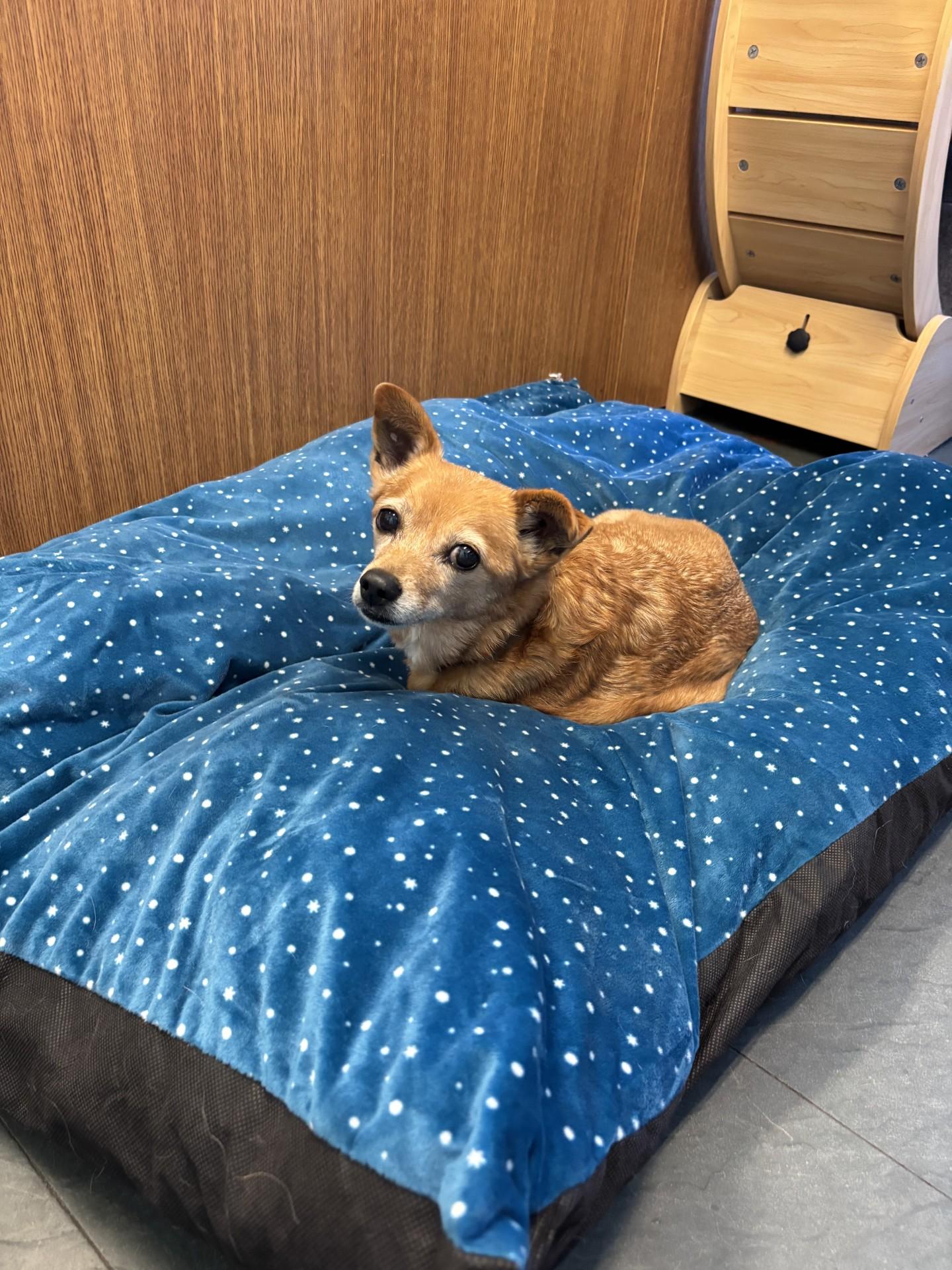 Schnitzel, a Adoptable mixed breed in Port Perry, ON image 3/6