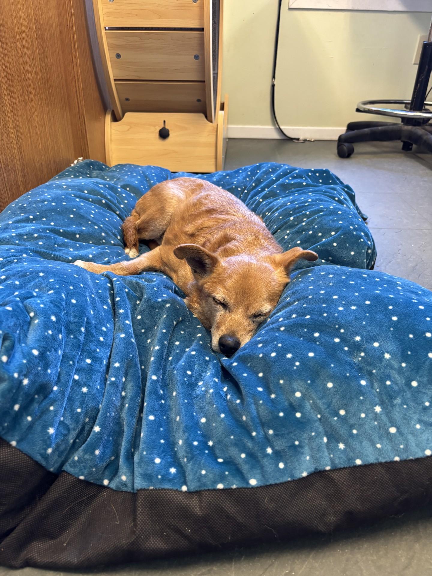 Schnitzel, a Adoptable mixed breed in Port Perry, ON image 5/6