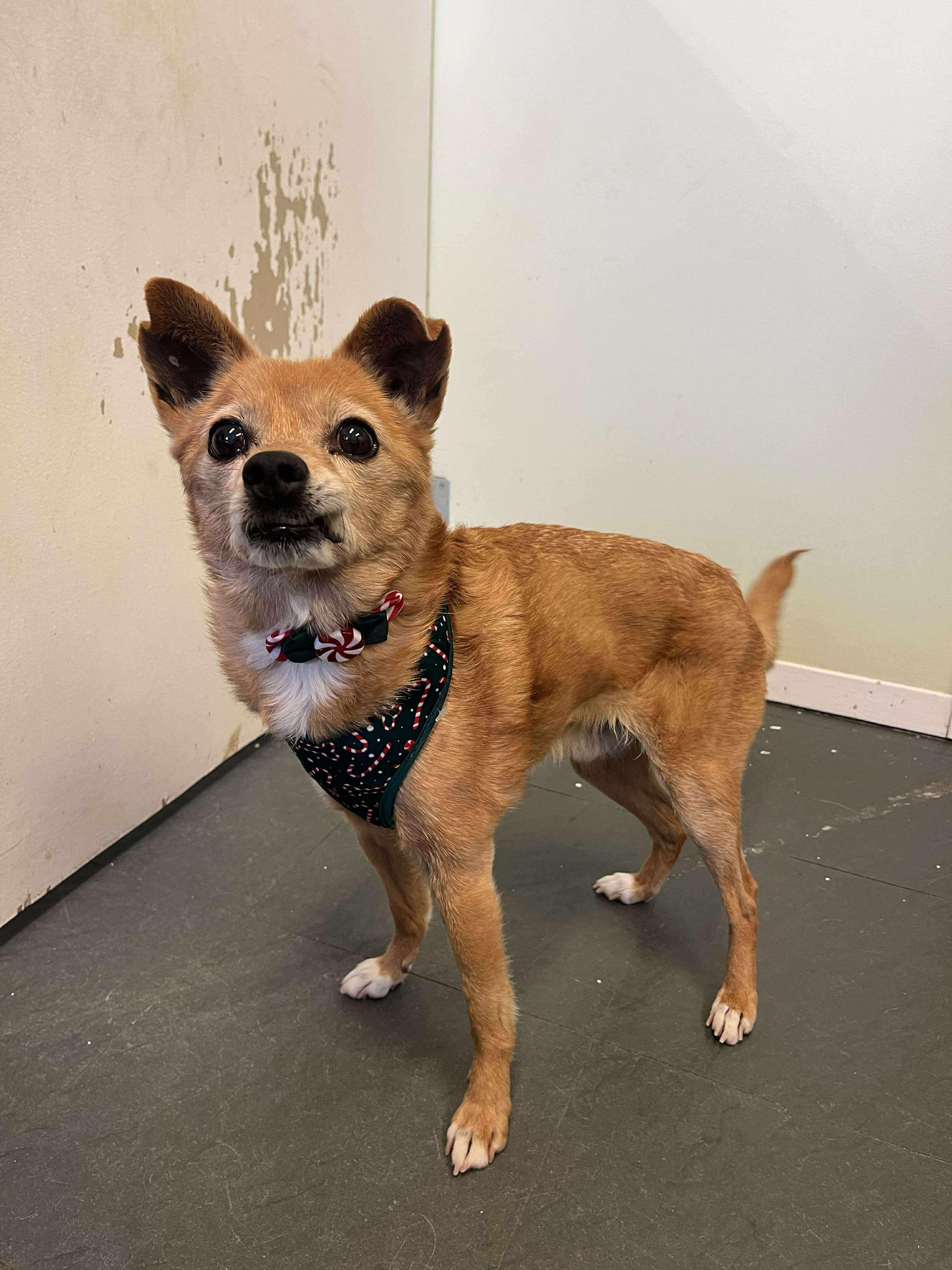 Schnitzel, a Adoptable mixed breed in Port Perry, ON image 6/6