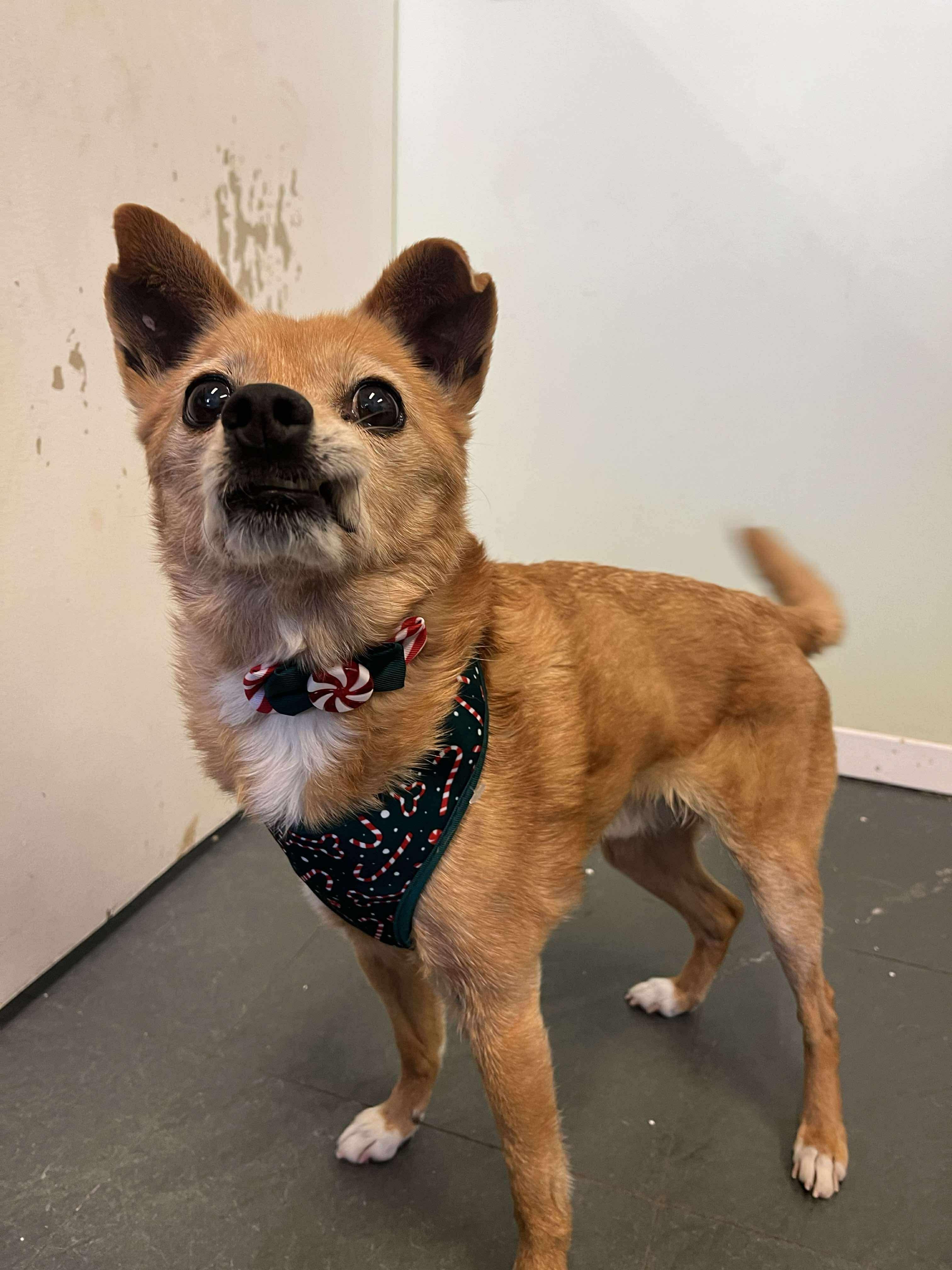 Schnitzel, Adoptable, Senior Male Chihuahua.