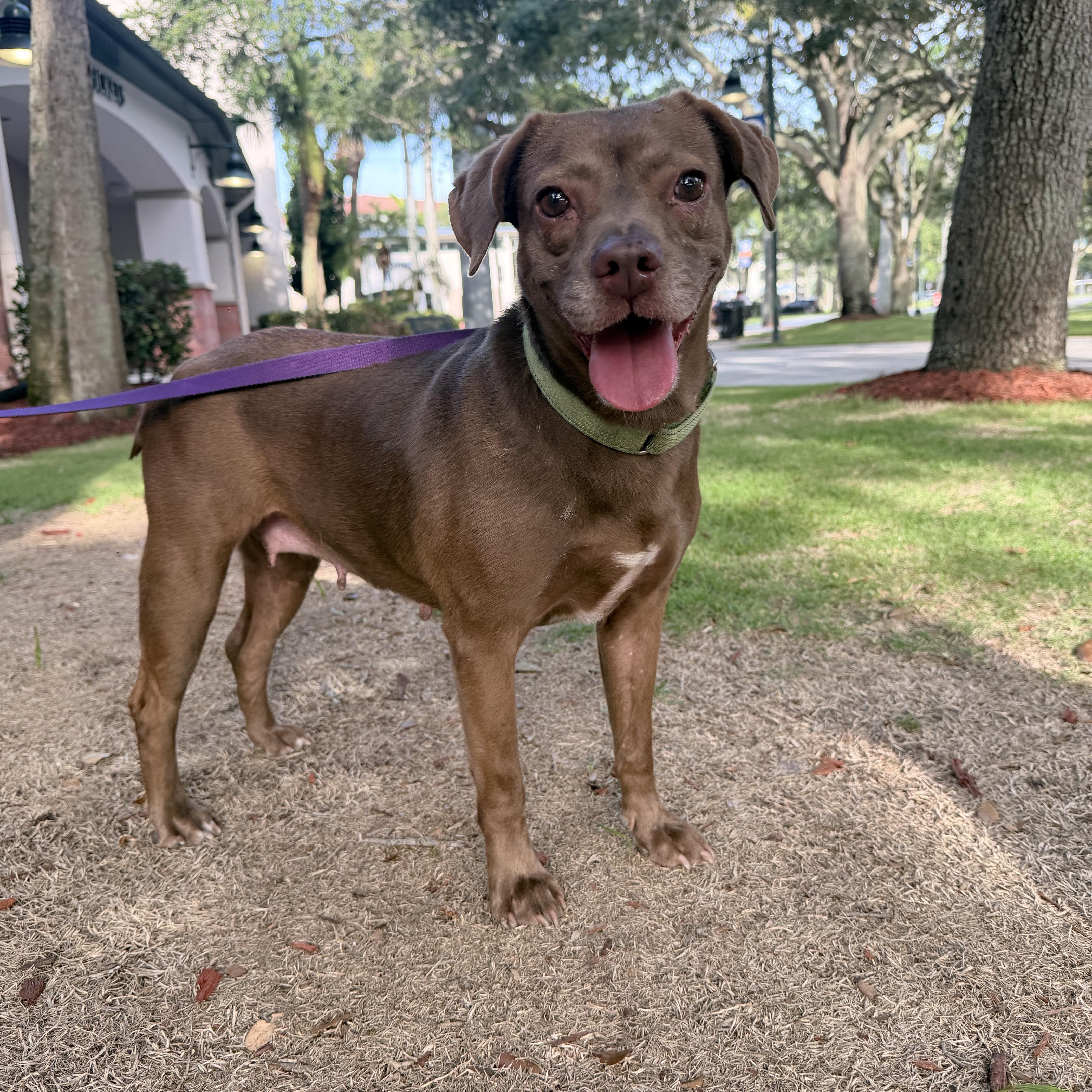 Ammy, ADOPTABLE, Young Female Beagle & Chocolate Labrador Retriever.
