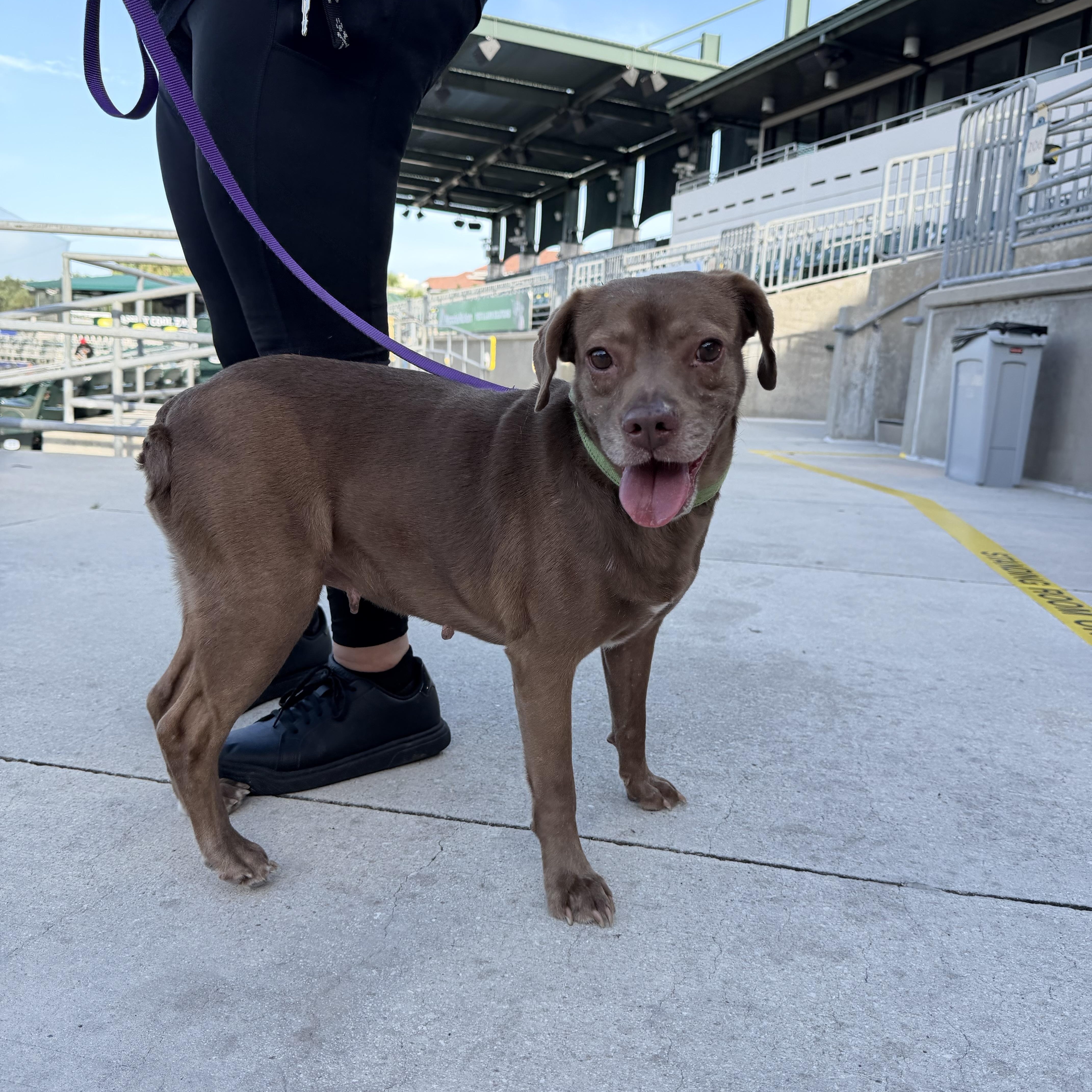 Ammy, a ADOPTABLE mixed breed in Palm springs, FL image 3/4