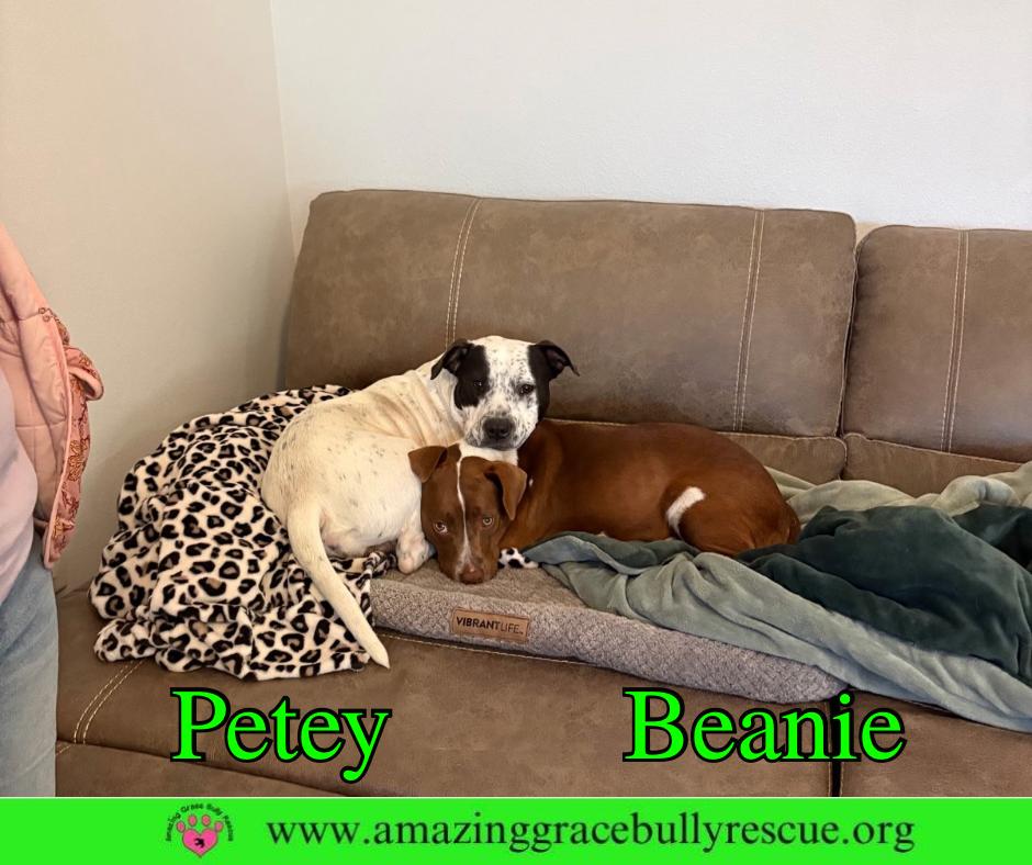 Beanie, Adoptable, Young Female American Bulldog.