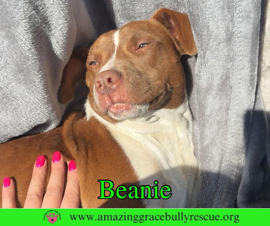 Enlarge Beanie, a Adoptable American Bulldog in Pensacola, FL image 2/2