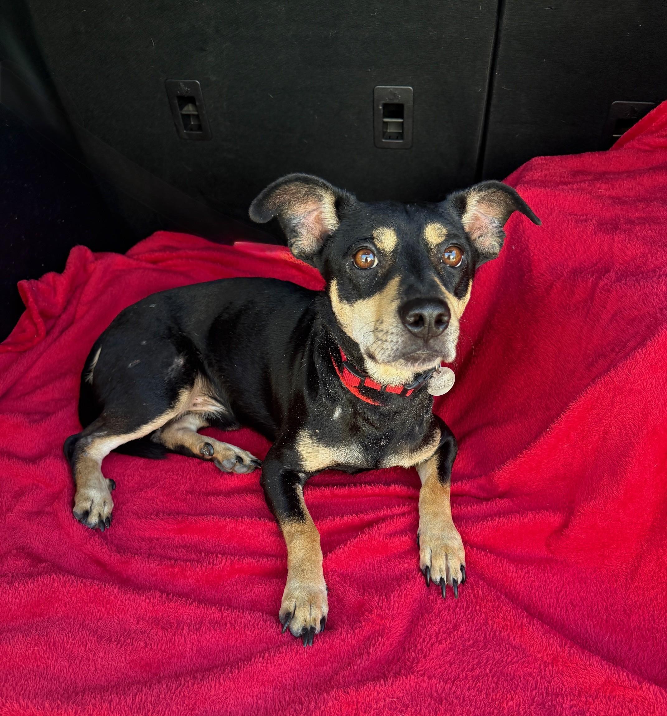 Enlarge Mookie, a ADOPTABLE mixed breed in Houston, TX image 2/5